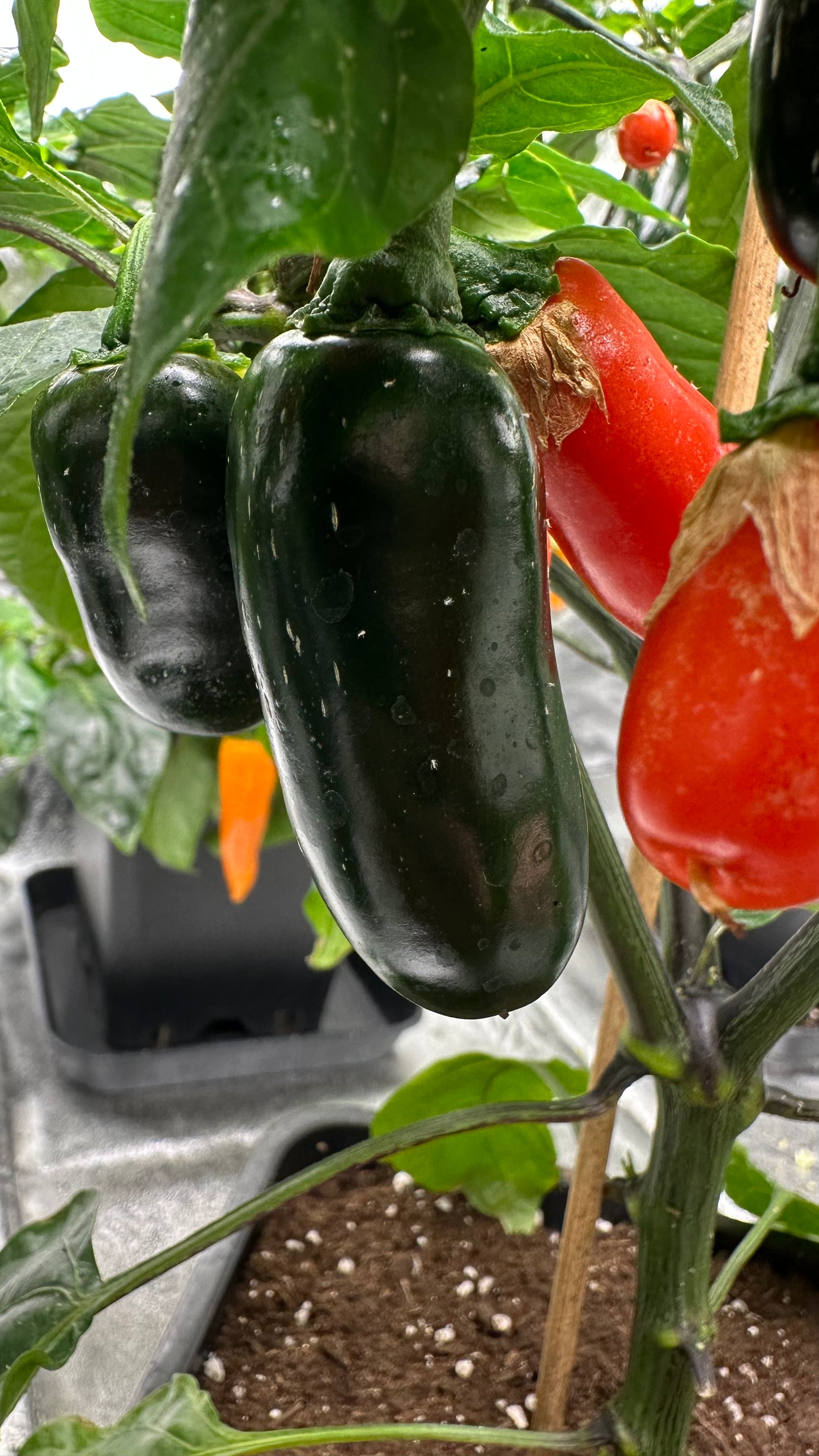 Jalapeño Leon *isoliert* 2025