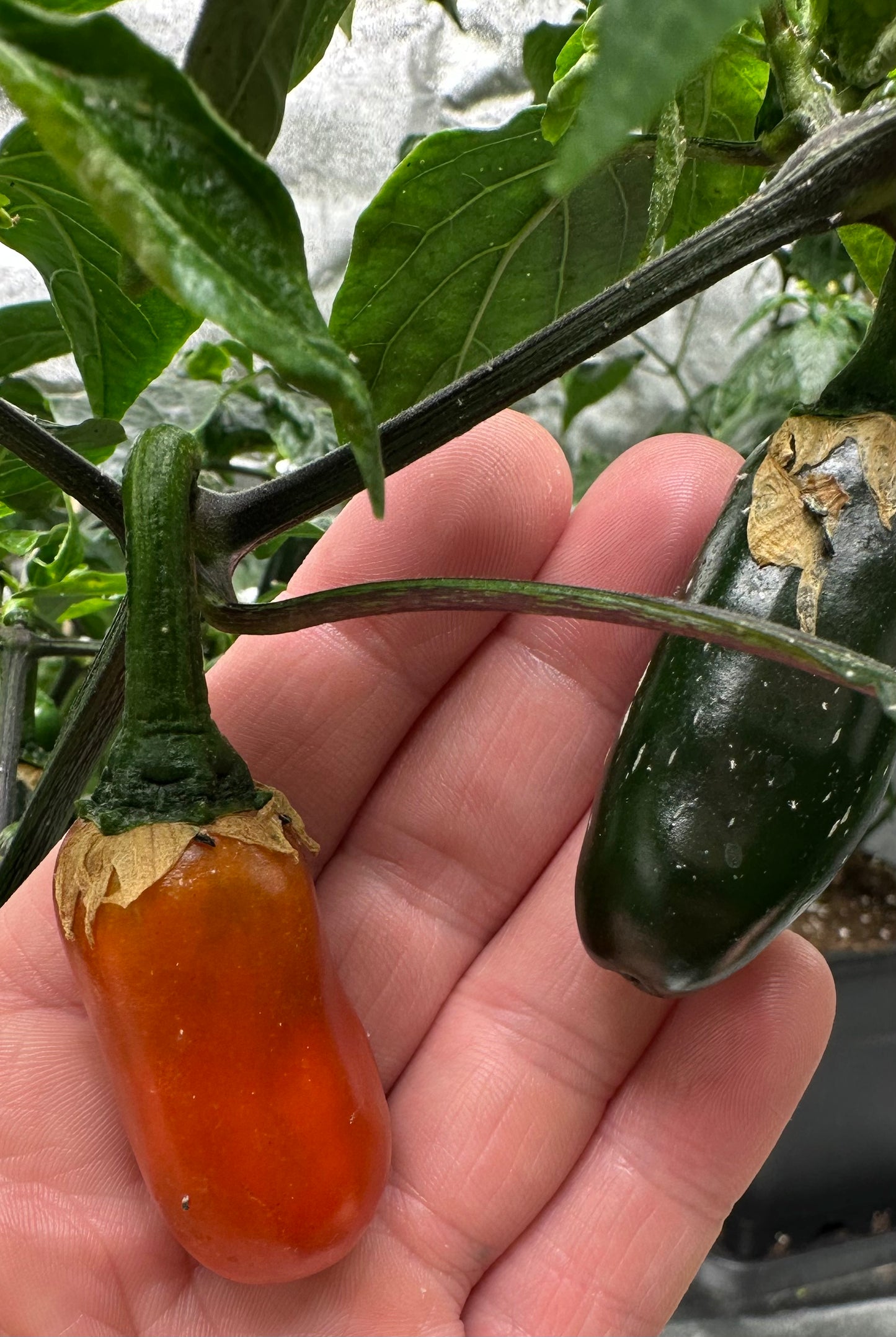 Jalapeño Leon *isoliert* 2025