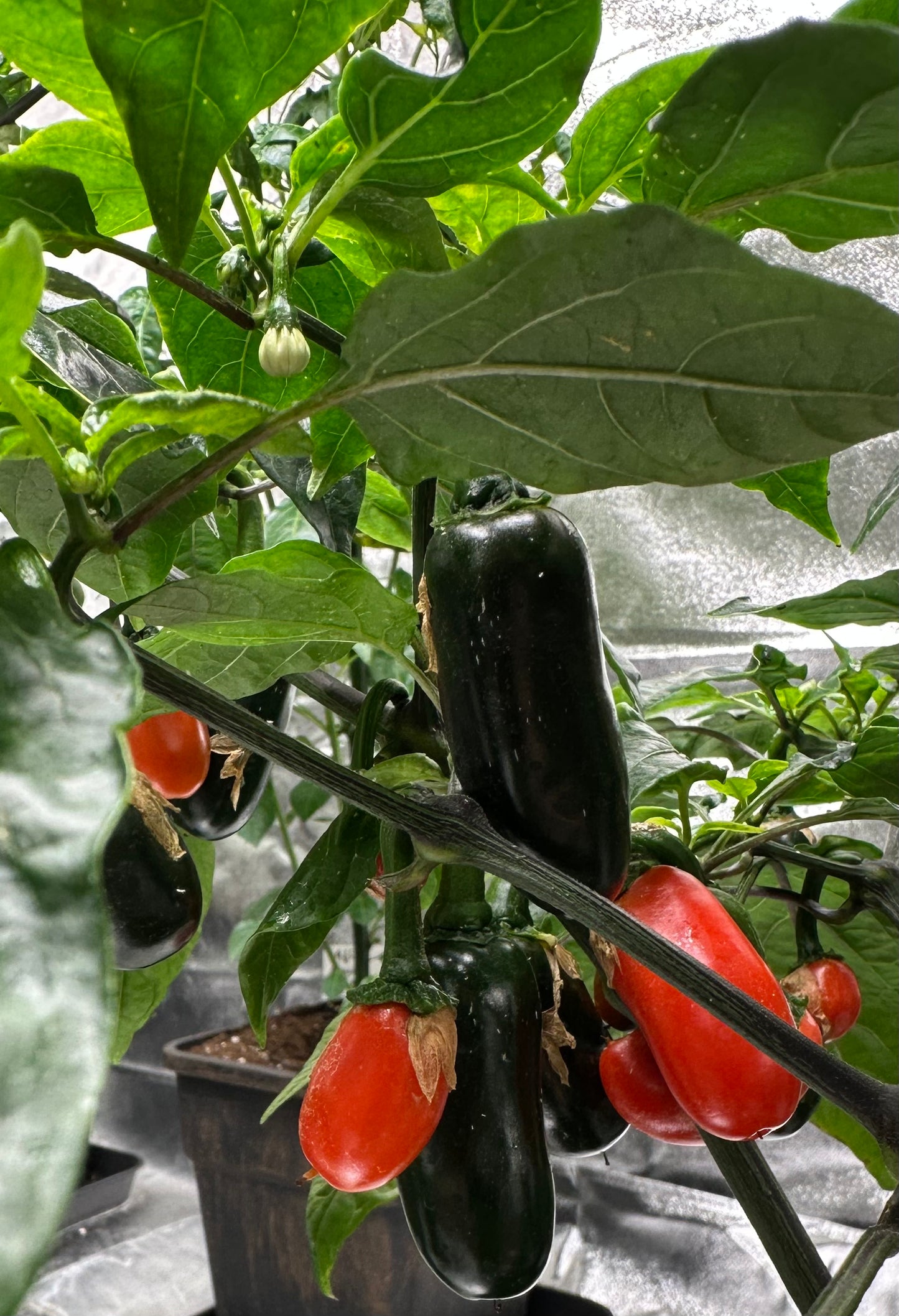 Jalapeño Leon *isoliert* 2025