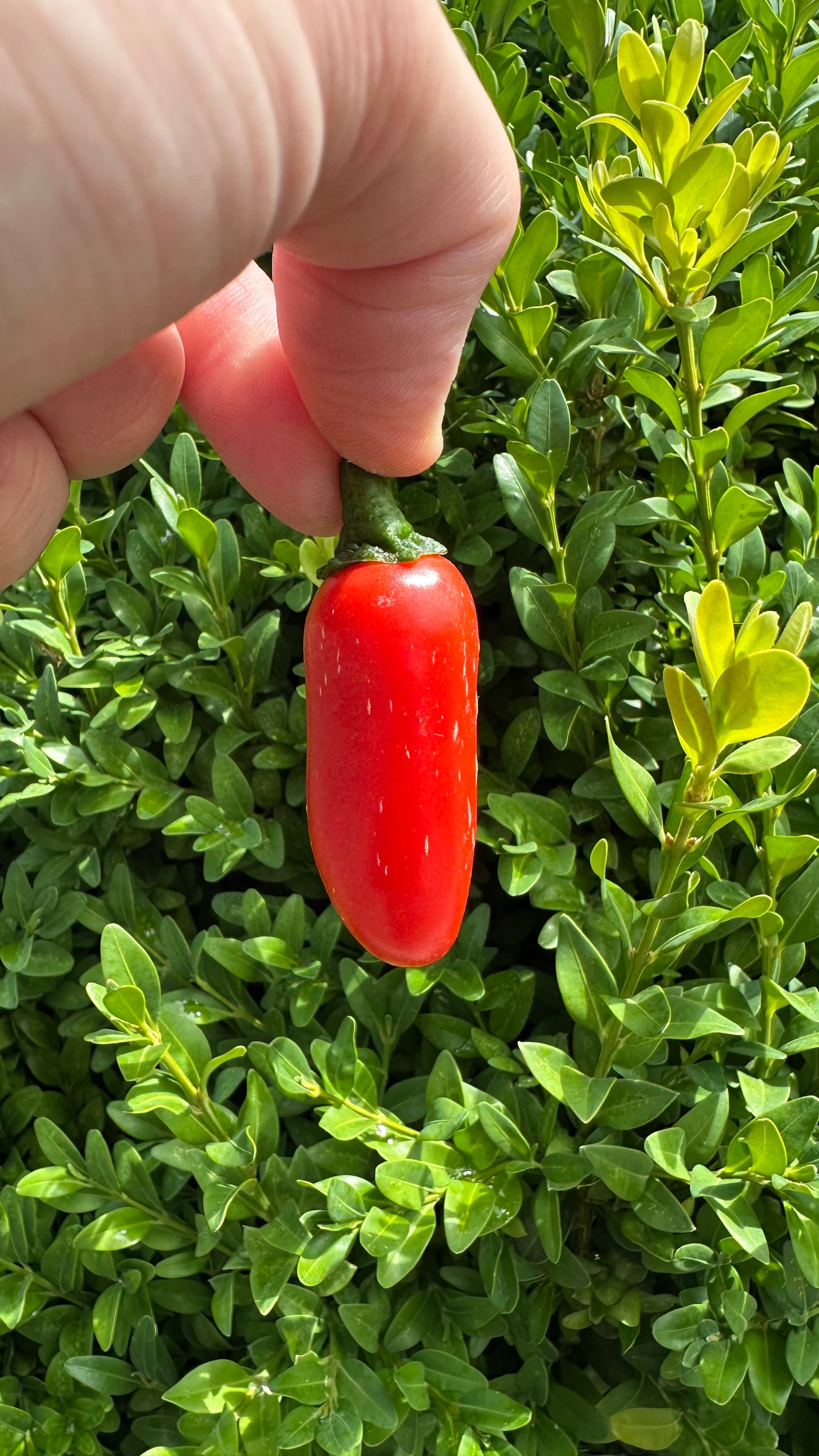 Jalapeño Leon *isoliert* 2025