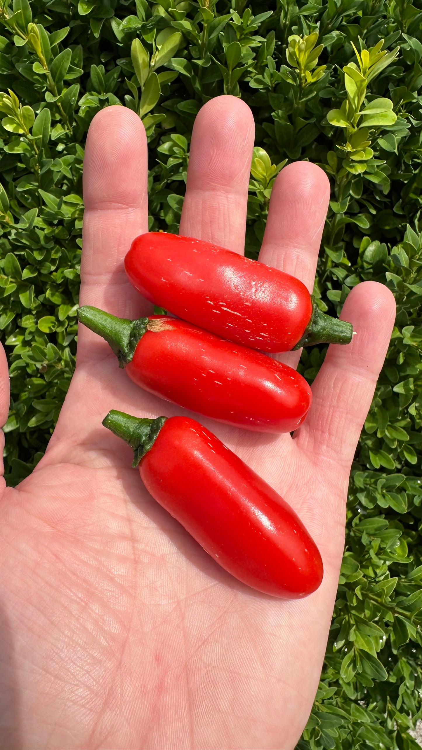 Jalapeño Leon *isoliert* 2025