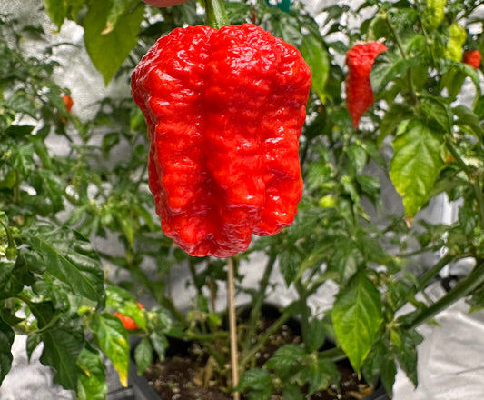 Jays Red Ghost Scorpion 2025