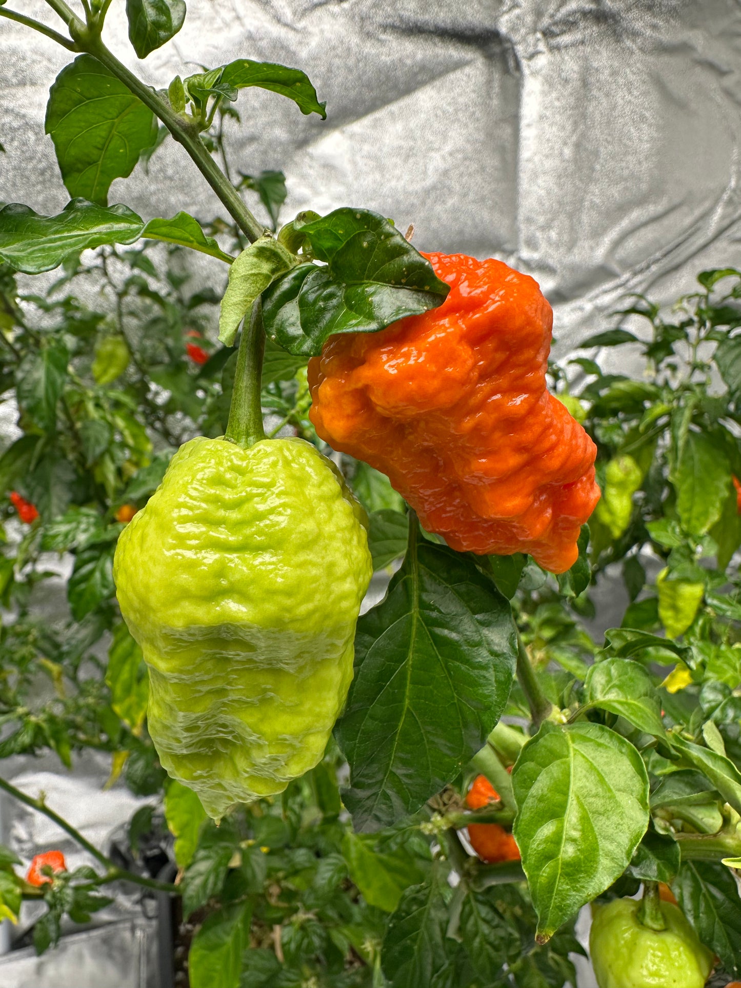 Jays Red Ghost Scorpion 2025