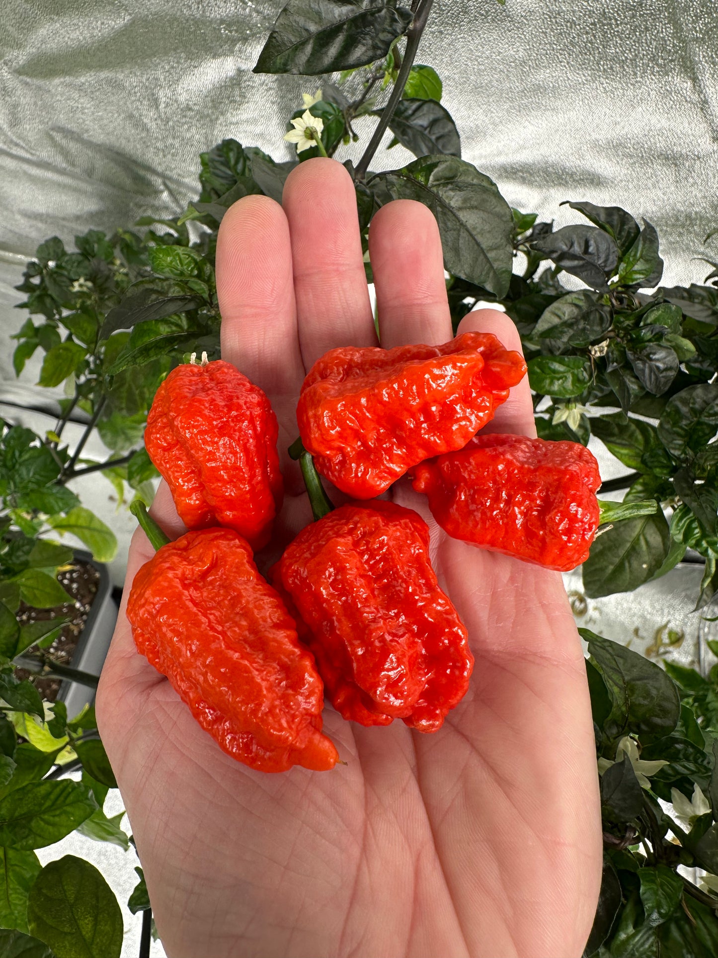 Jays Red Ghost Scorpion 2025