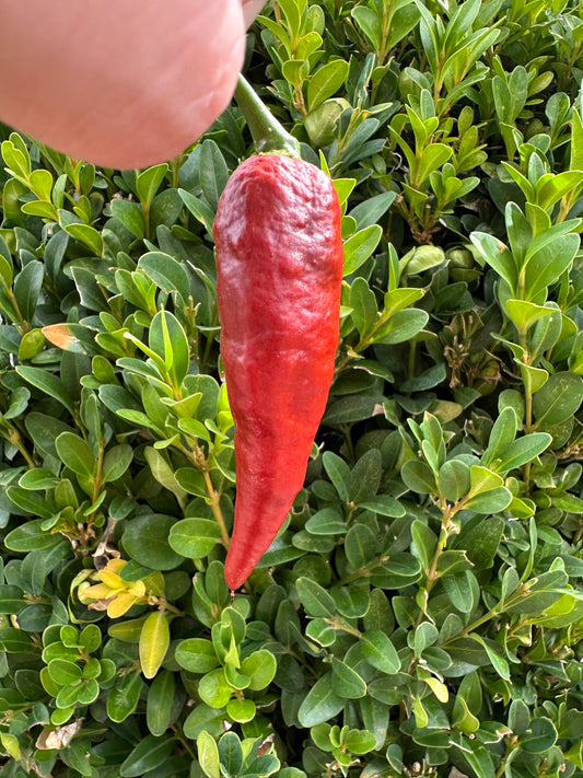 Bhut Jolokia Caramel