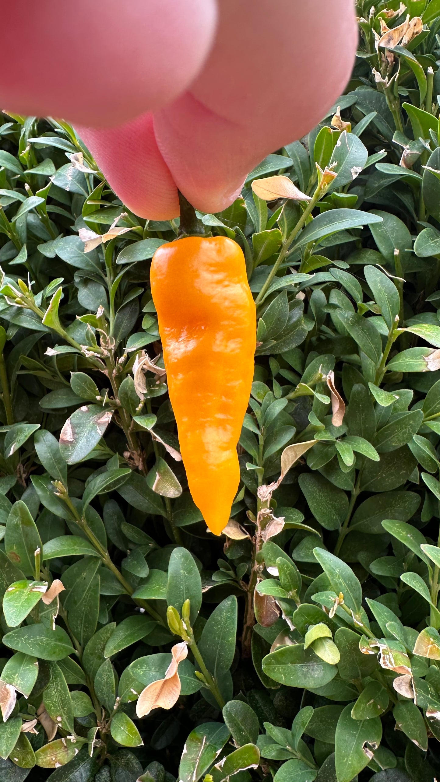 Lemon Ghostly Jalapeño *isoliert* 2025