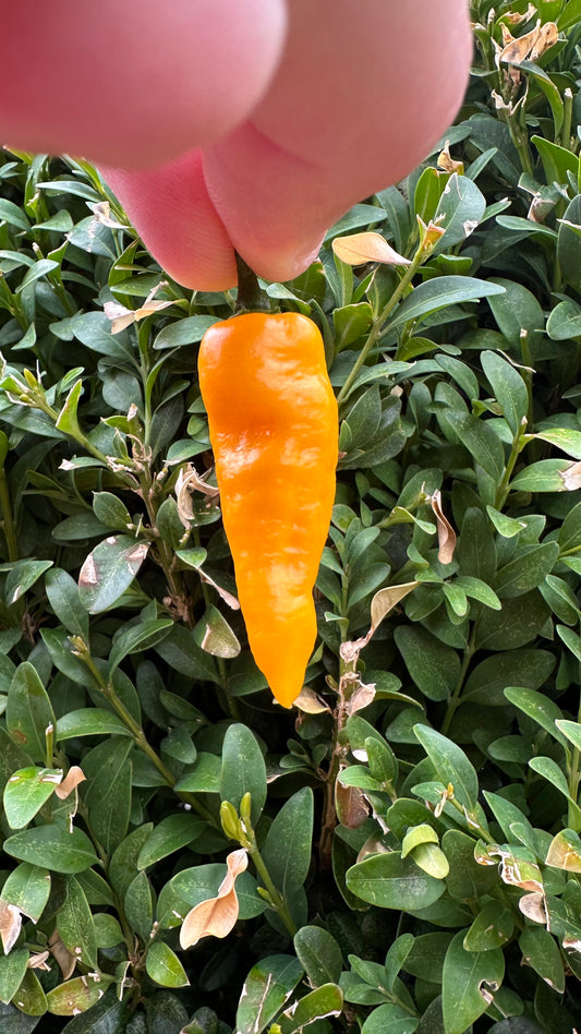 Lemon Ghostly Jalapeño *isoliert* 2025