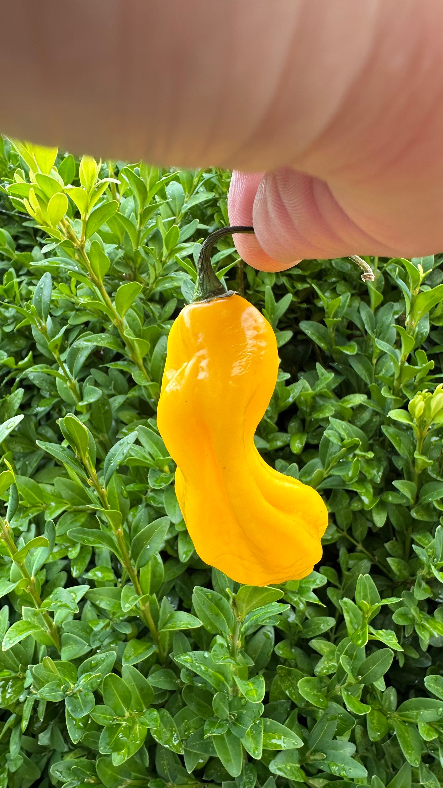 Madame Jeanette 2025