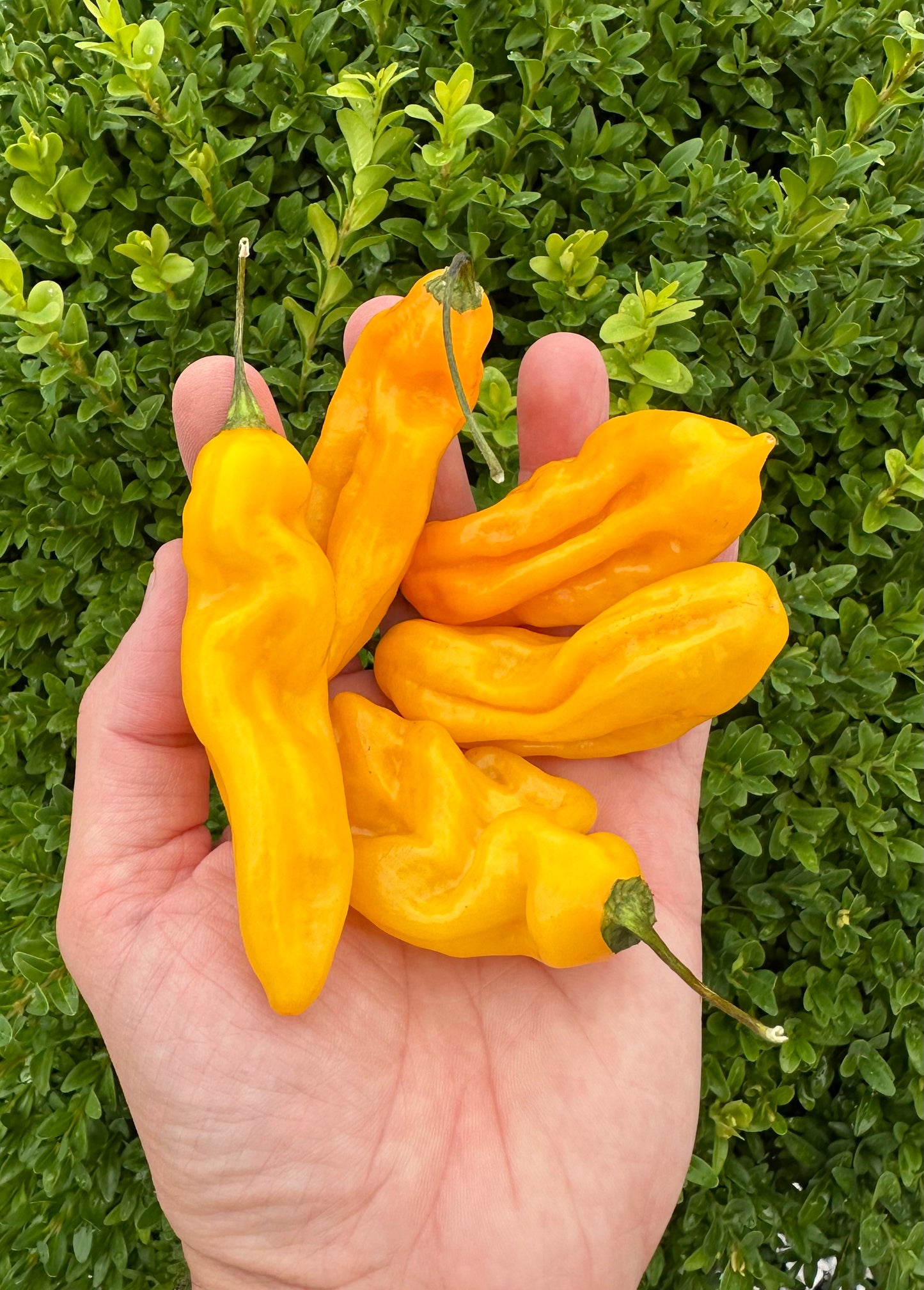 Madame Jeanette 2025