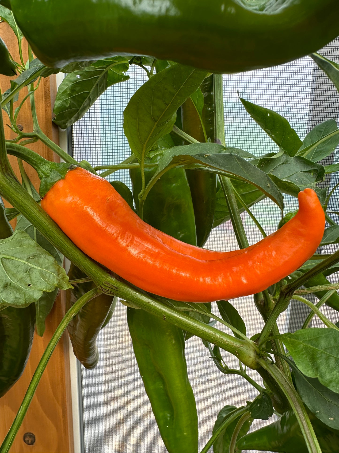 Jumbo Snack Paprika Manati Orange