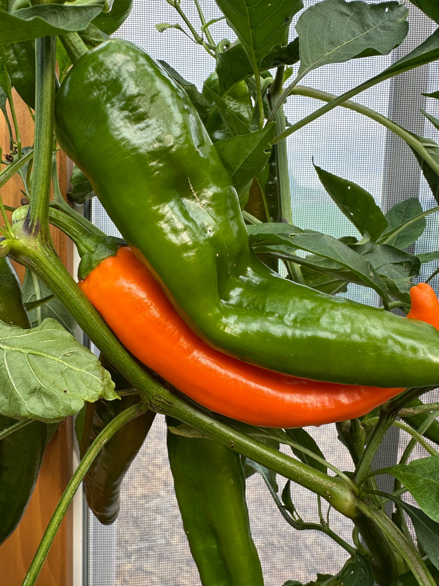 Jumbo Snack Paprika Manati Orange