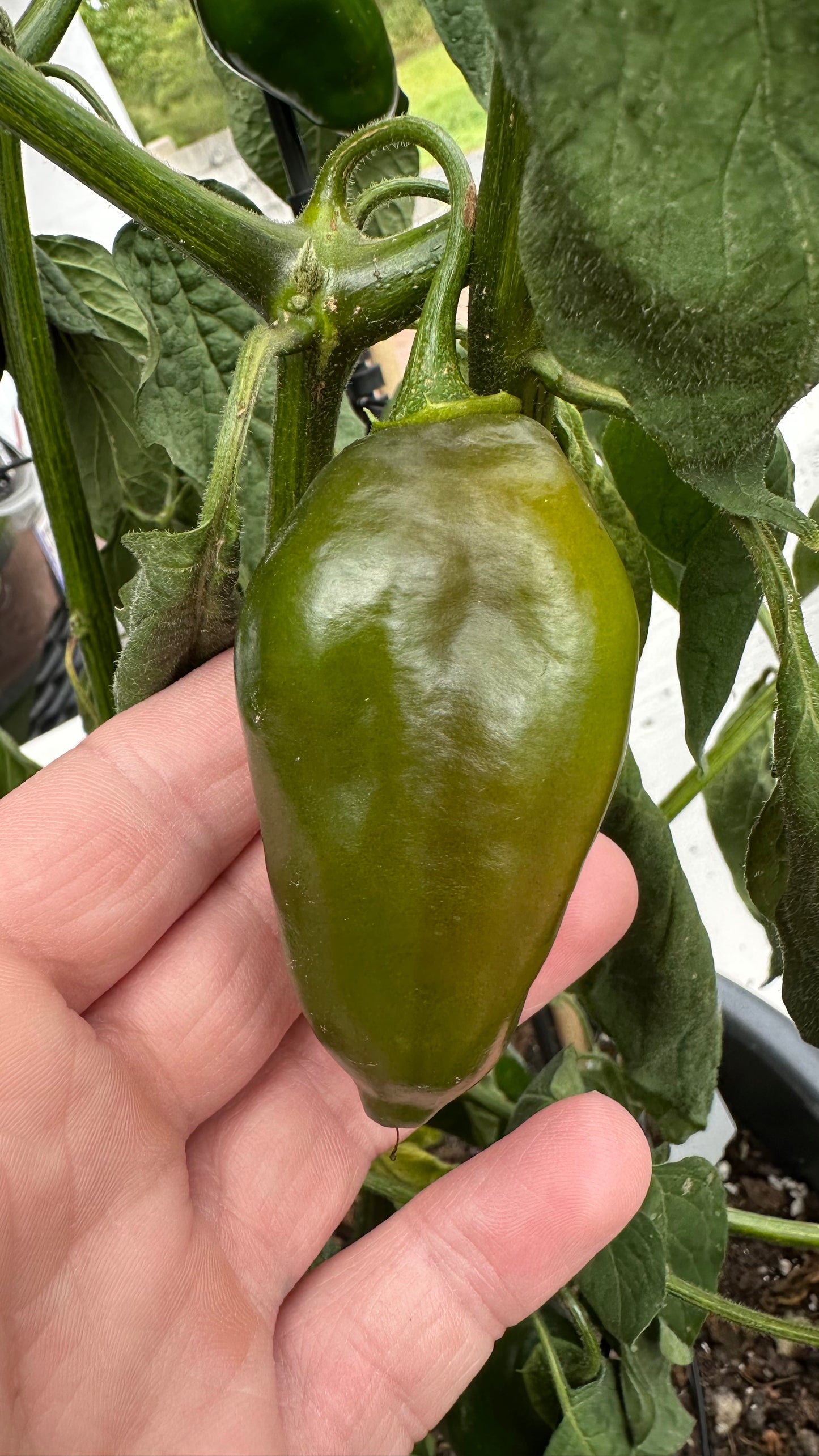 Rocoto Manzano Sangar Rojo 2025