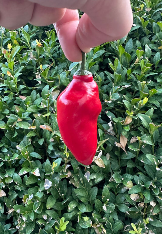 Rocoto Manzano Sangar Rojo 2025