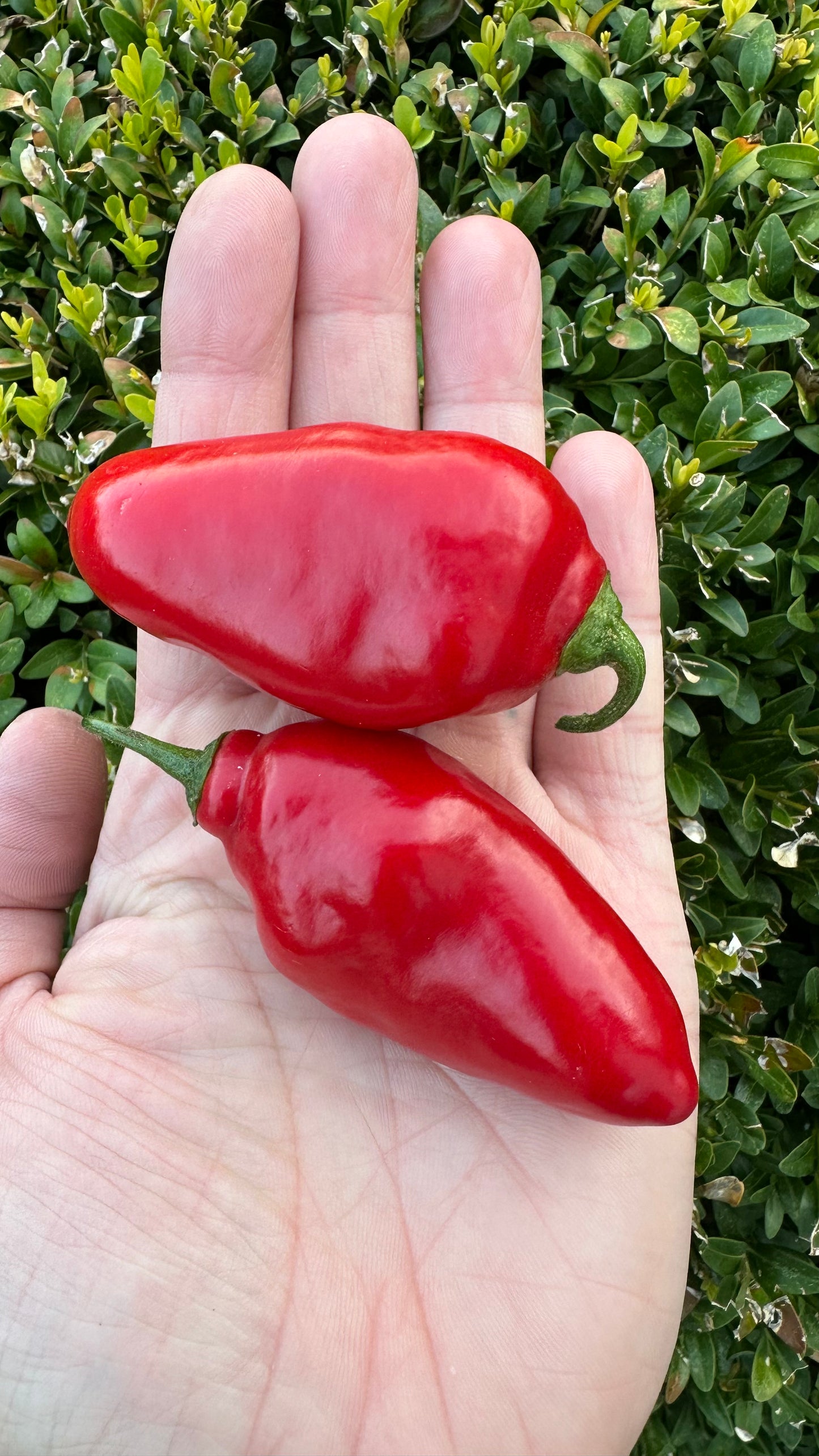 Rocoto Manzano Sangar Rojo 2025