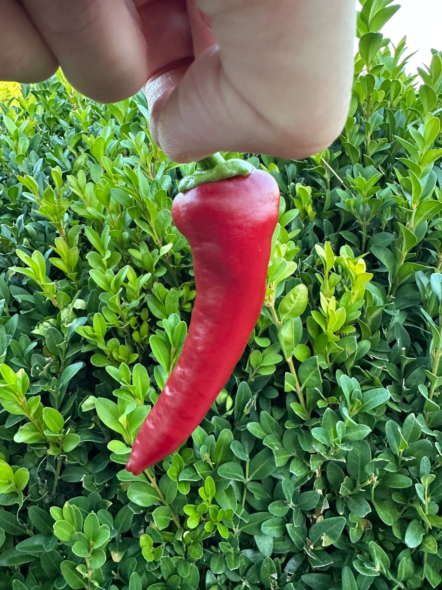 Marconi Red
