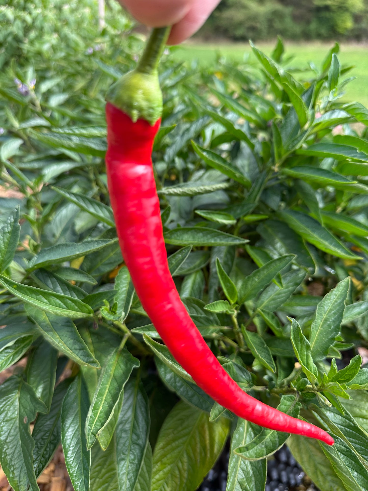 Milder Spiral
