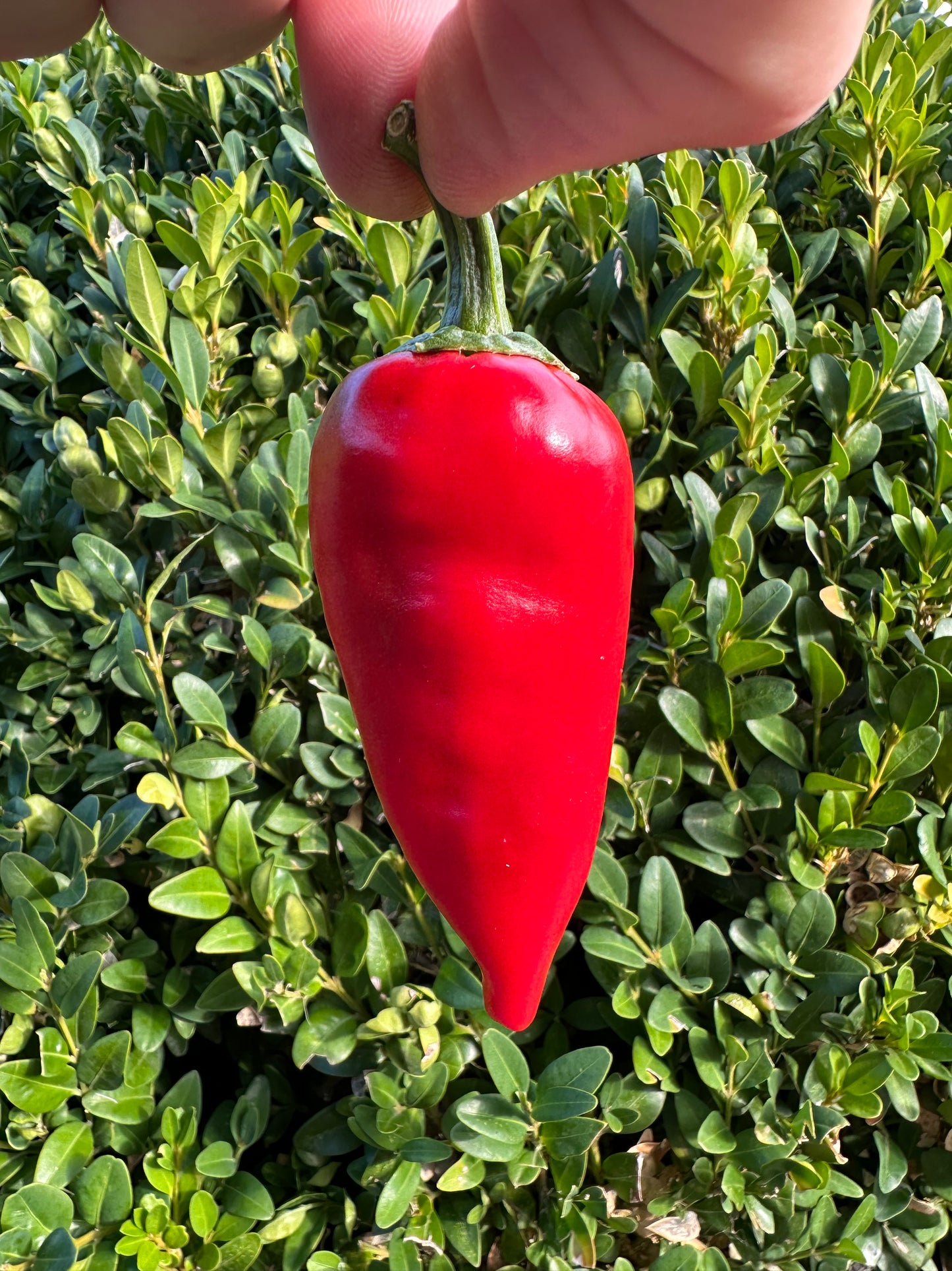 Pimientos de Padrón