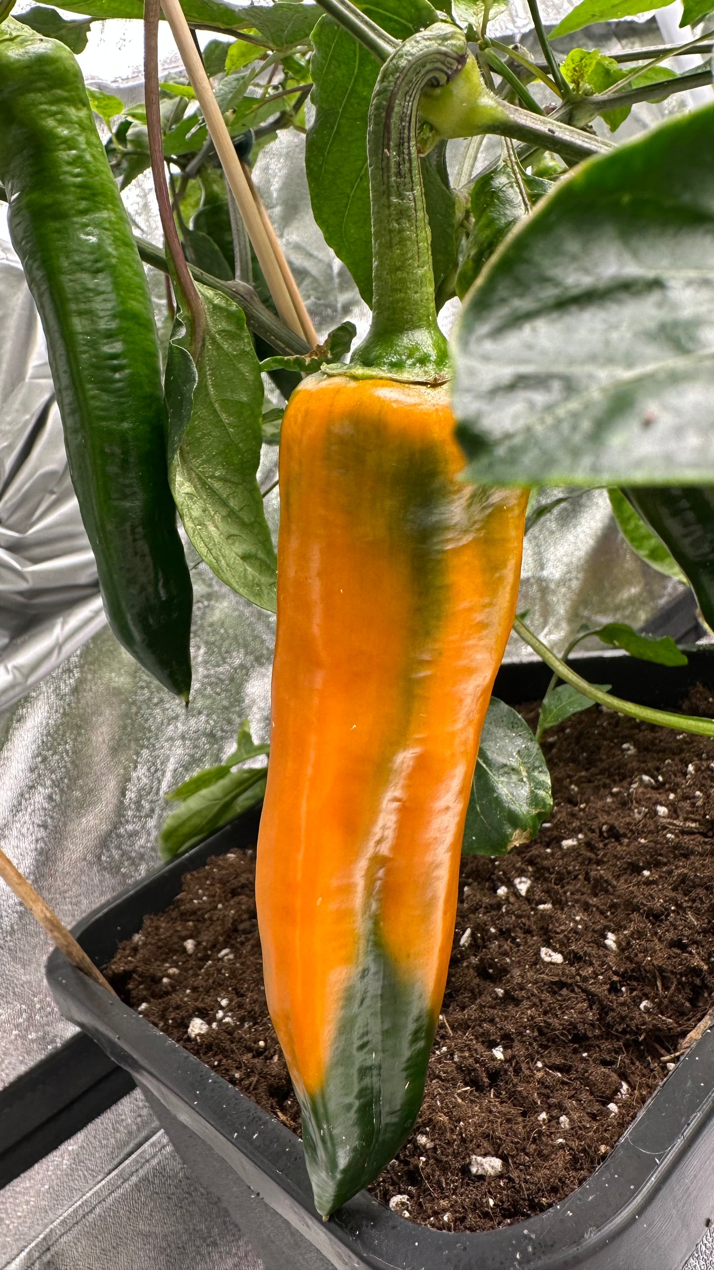 Paprika Kyra *isoliert* 2025