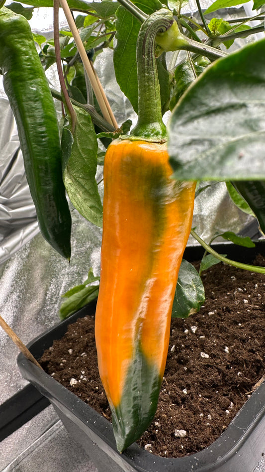 Paprika Kyra *isoliert* 2025