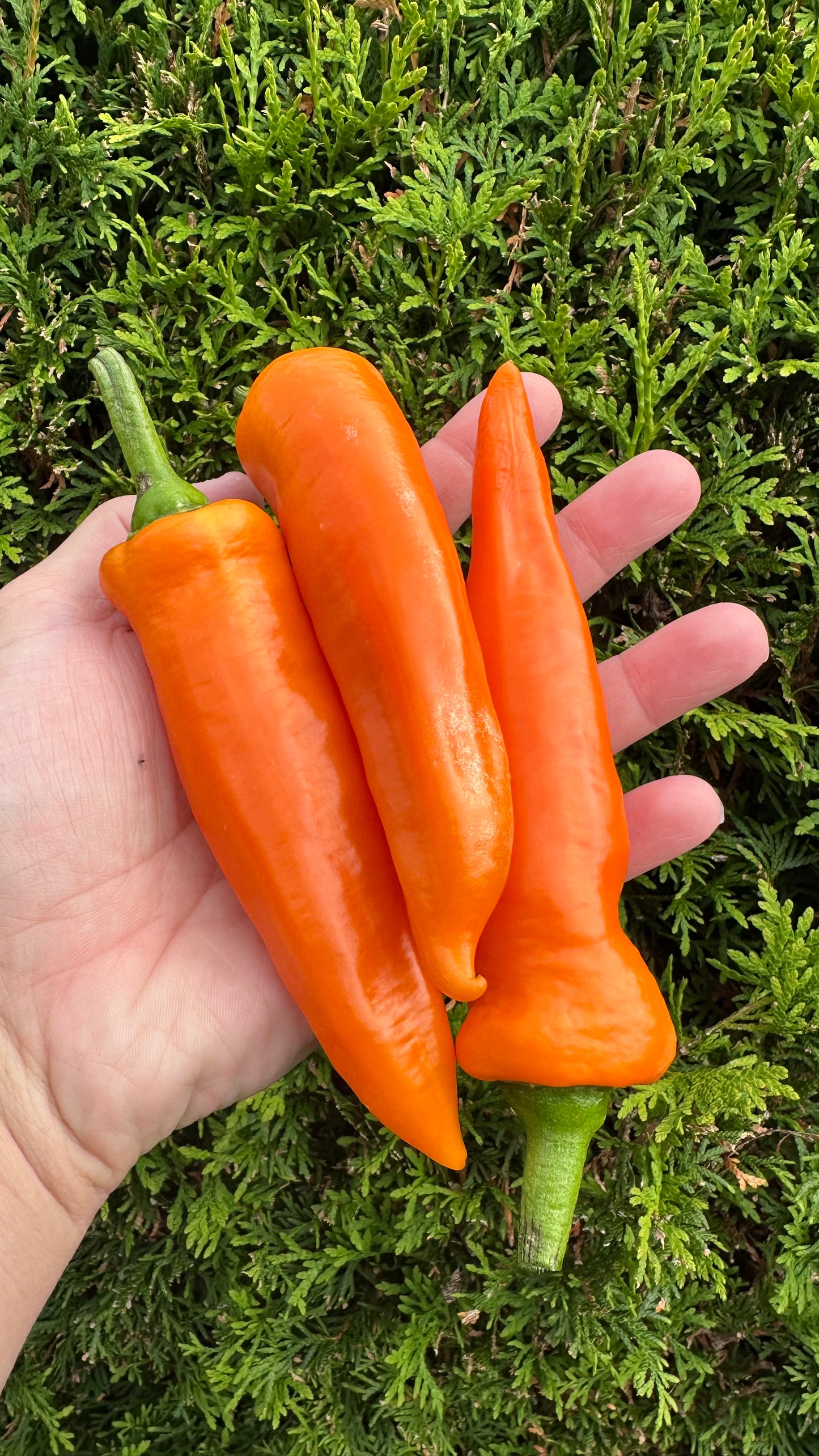 Paprika Kyra *isoliert* 2025