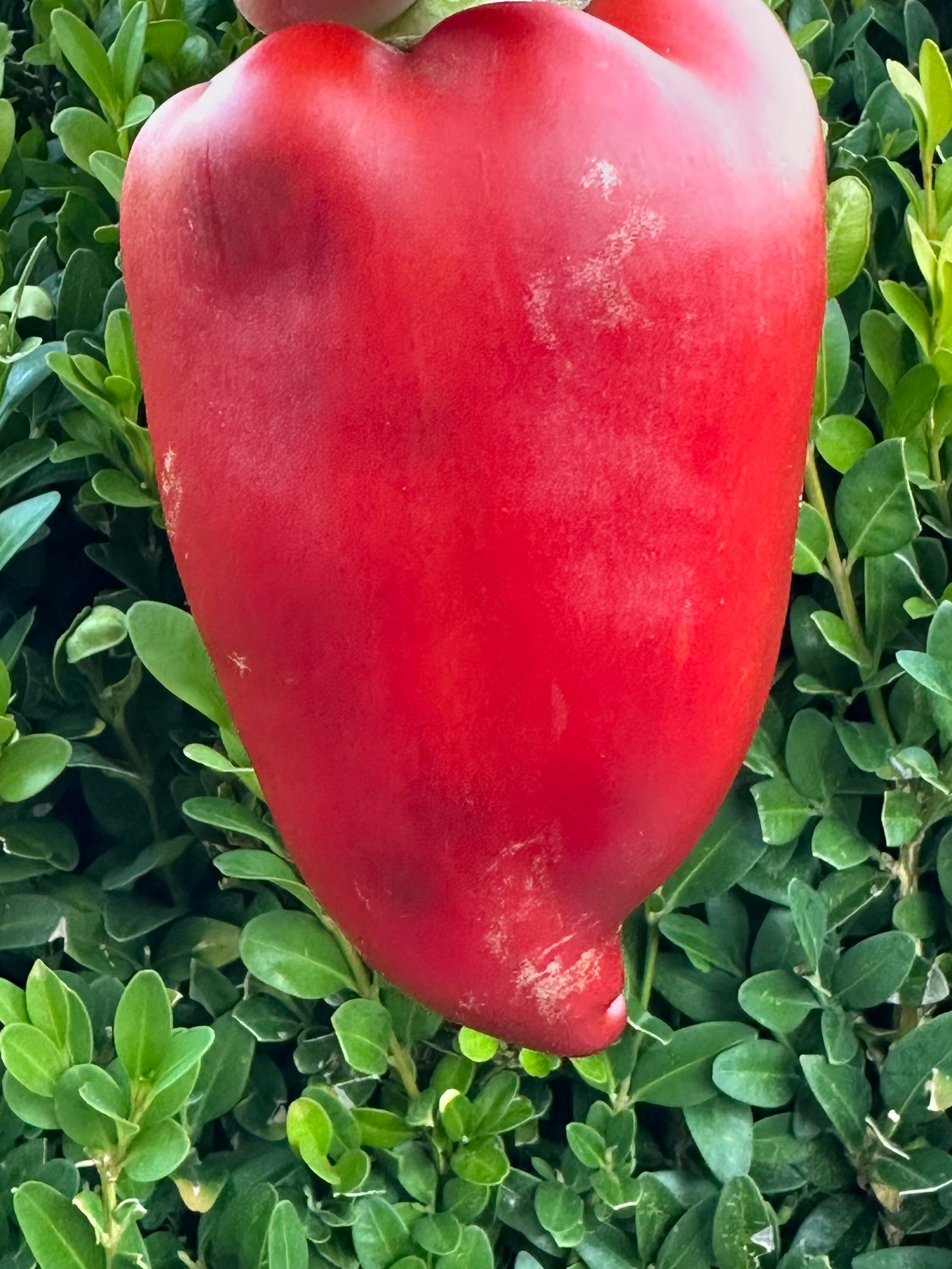Paprika ODA