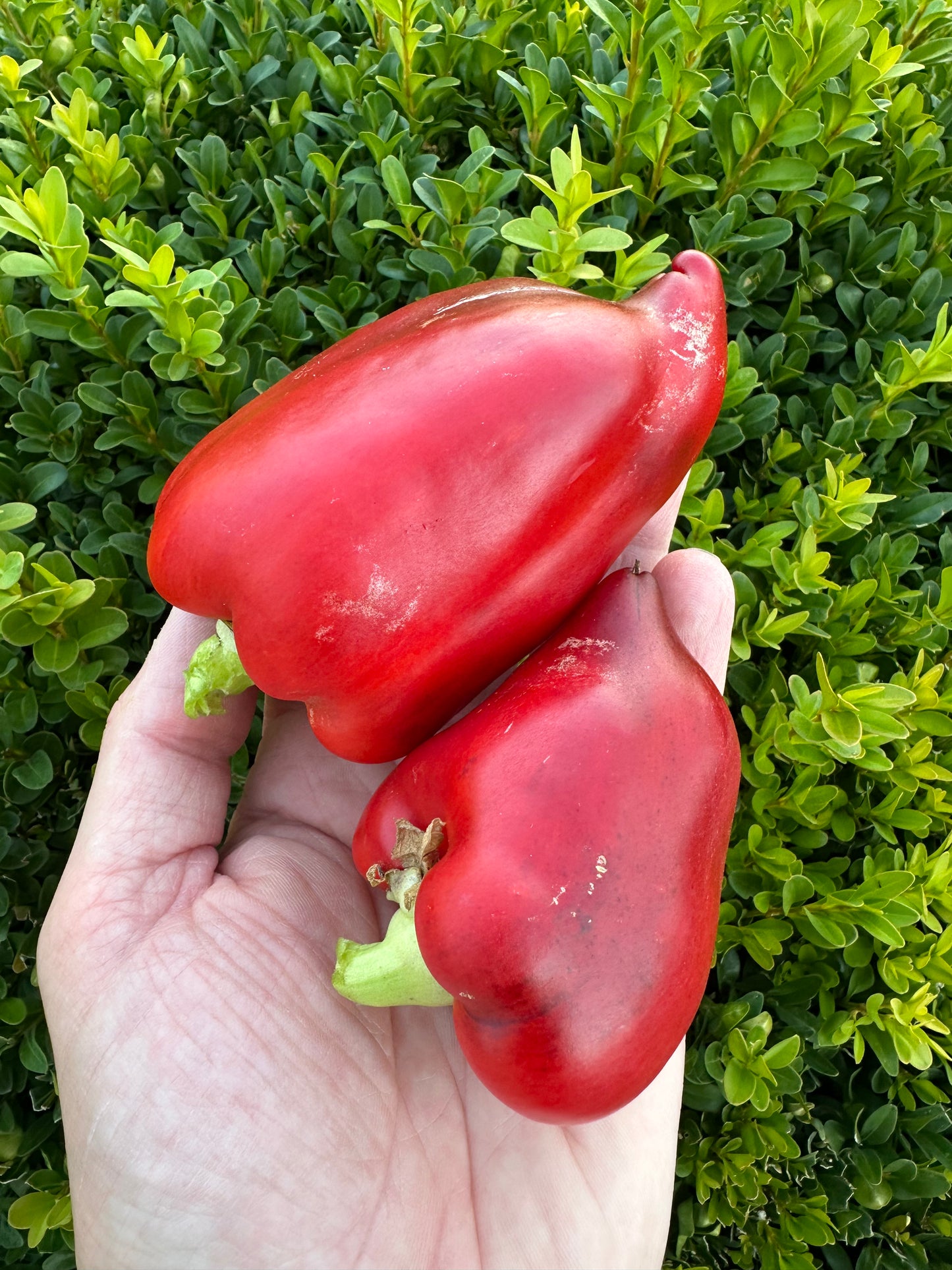 Paprika ODA