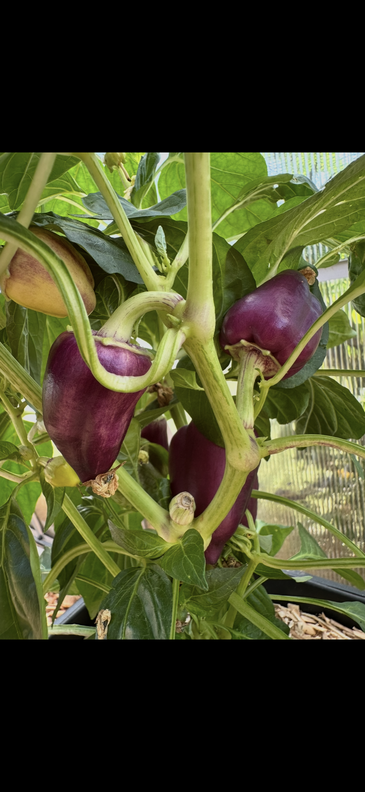 Paprika ODA