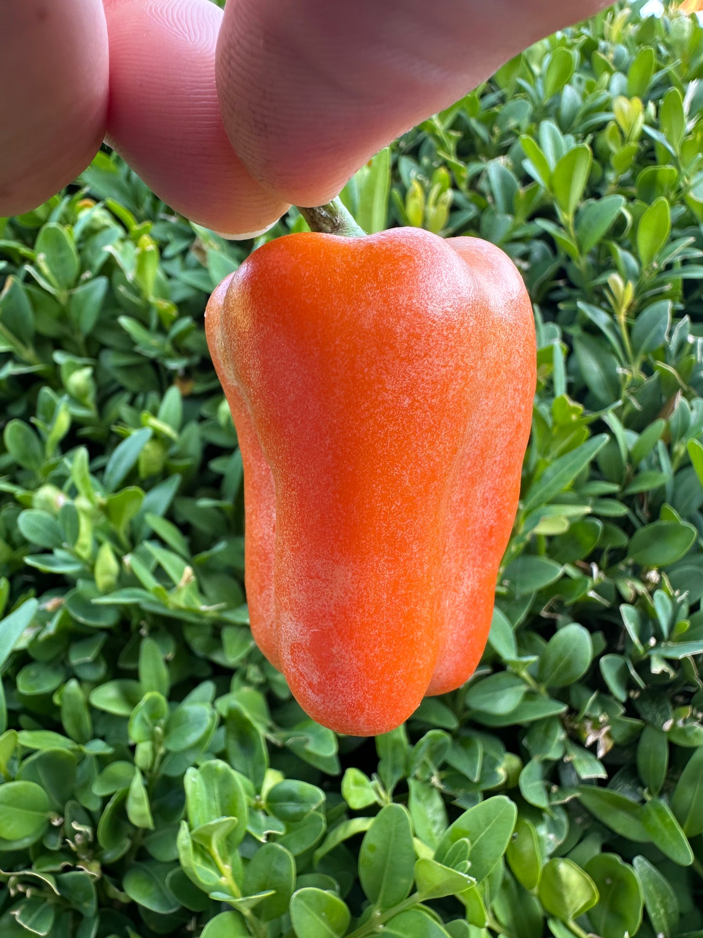 Paprika Tatayoyo *isoliert*