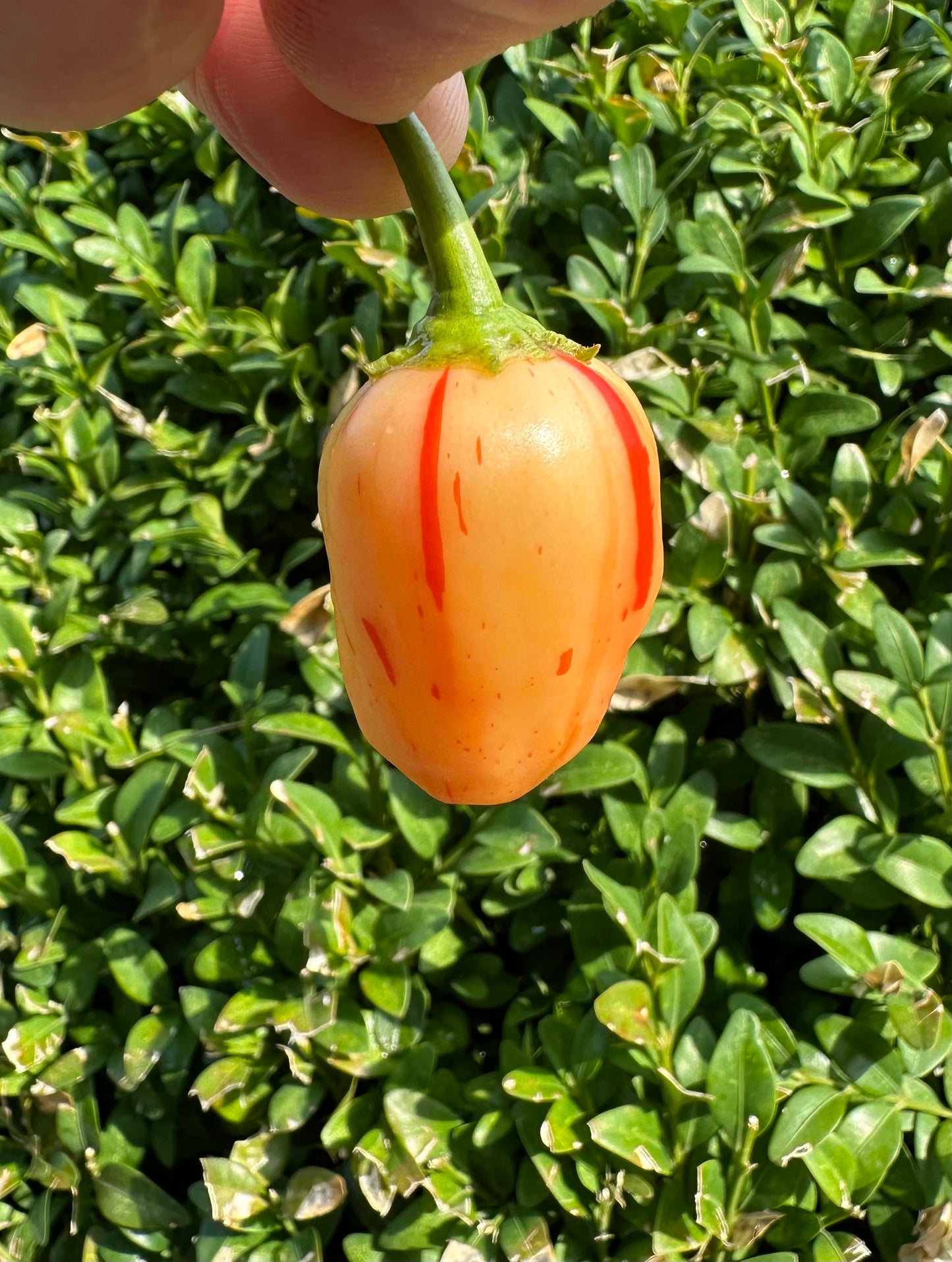 Peppapeach Stripey ML 2025