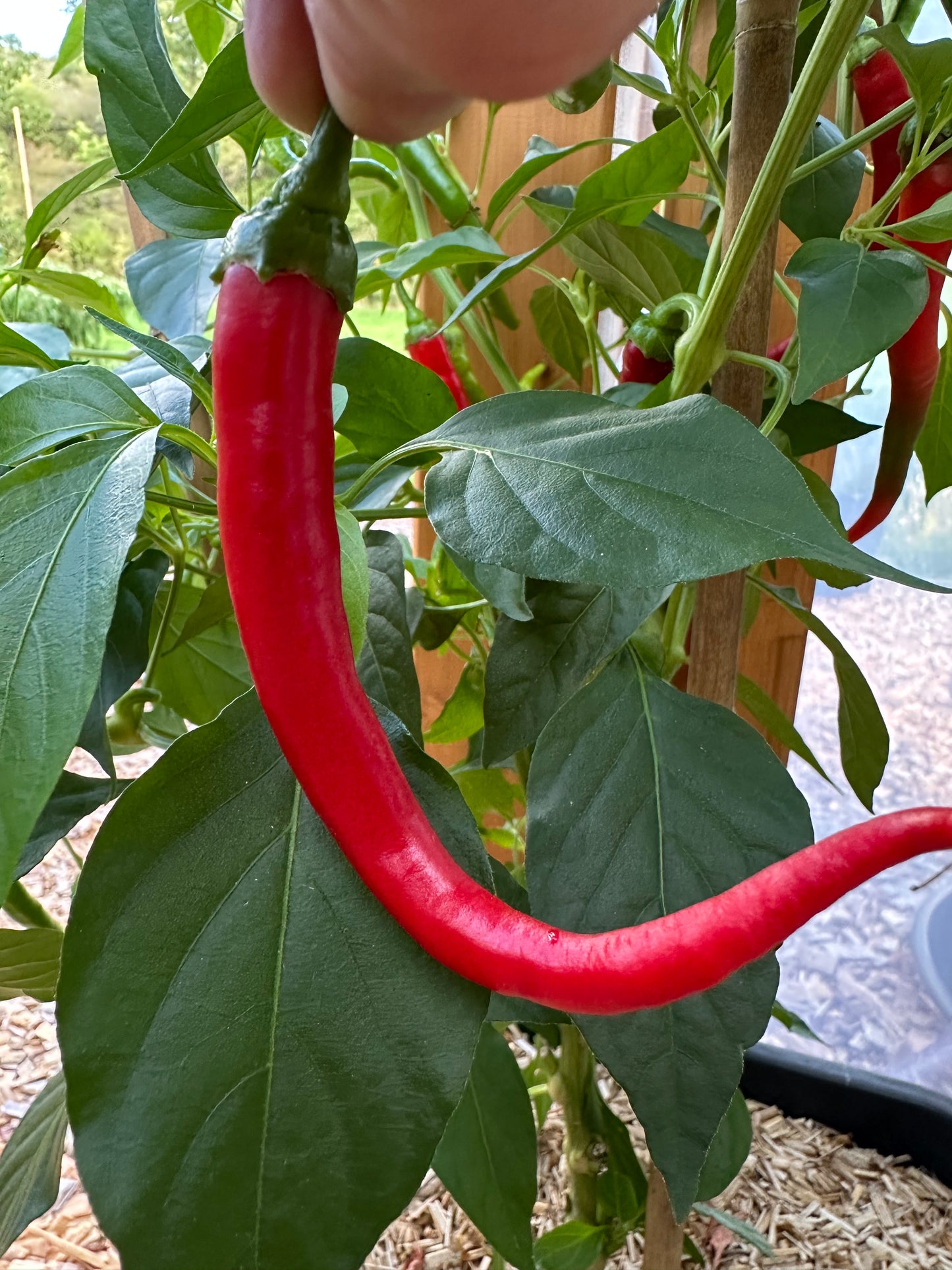 Quindilla Blanca