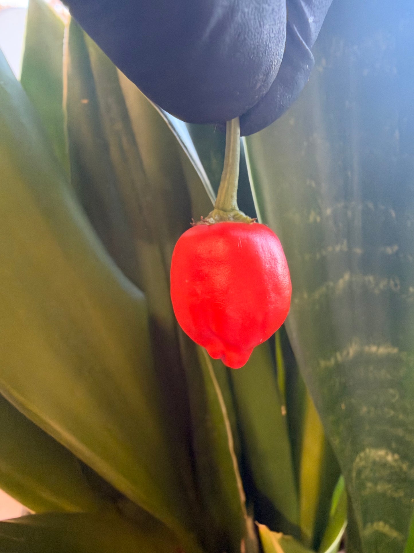 Aji Quito *demnächst verfügbar*