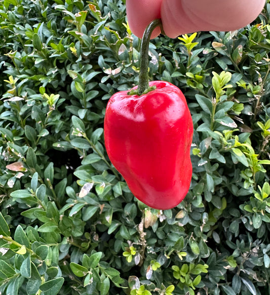 Rocoto Manzano Rojo 2025