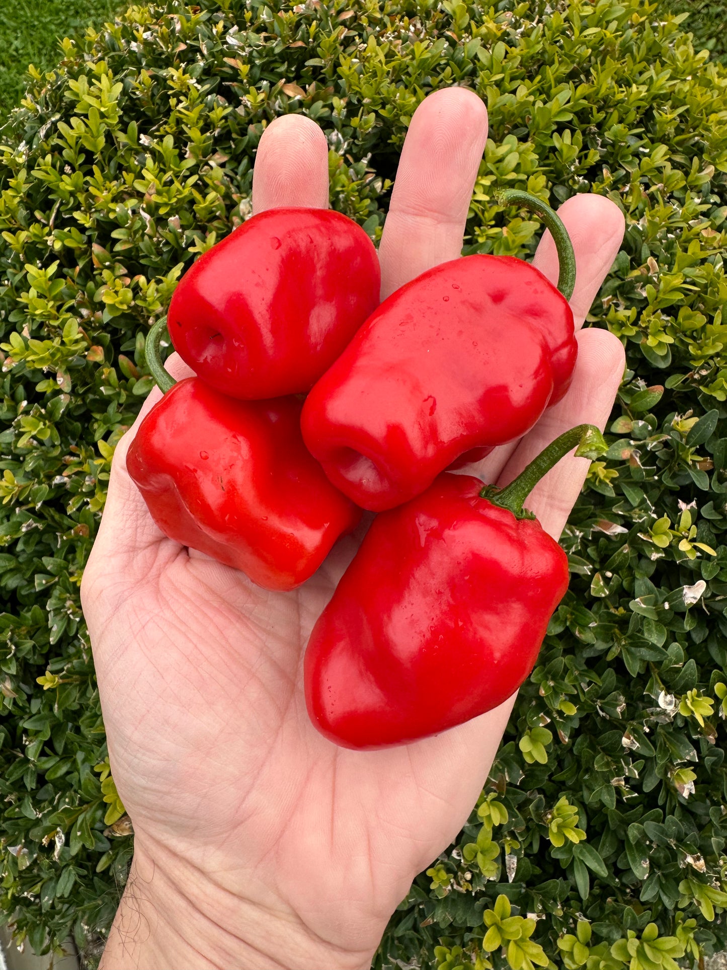 Rocoto Manzano Rojo 2025