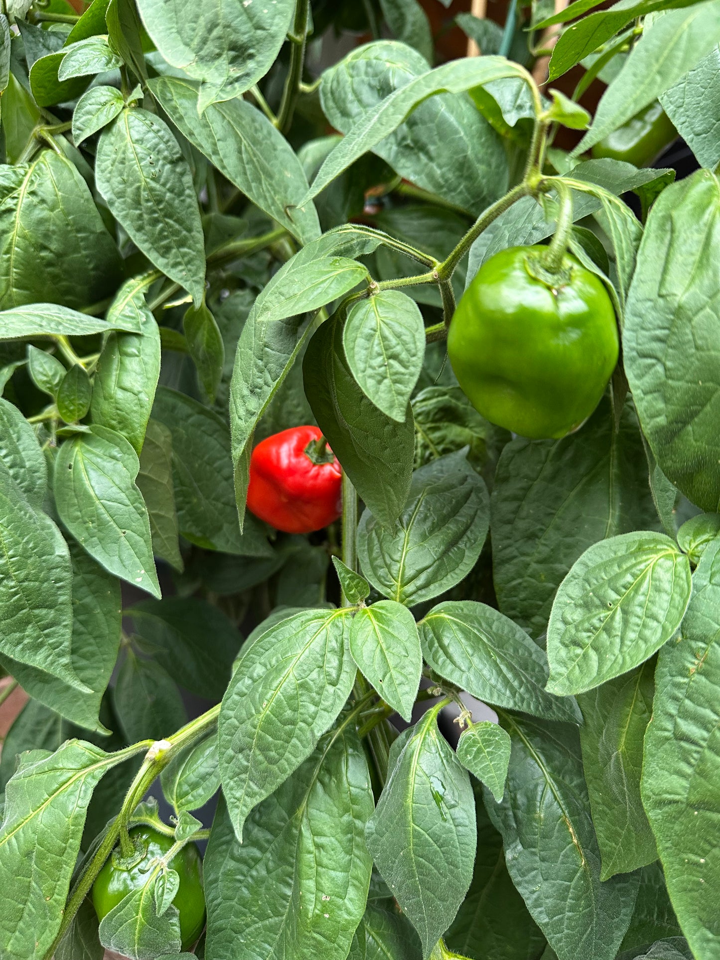 Rocoto Manzano Rojo 2025