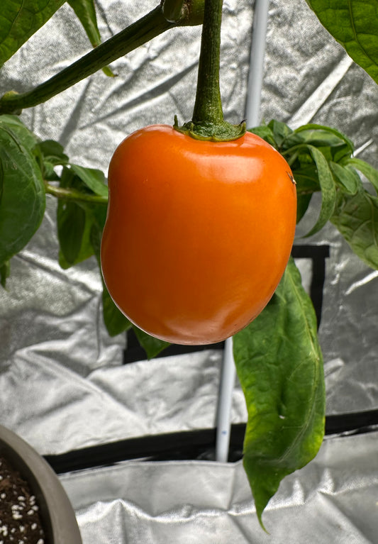 Rocoto Marlene SLP 2025