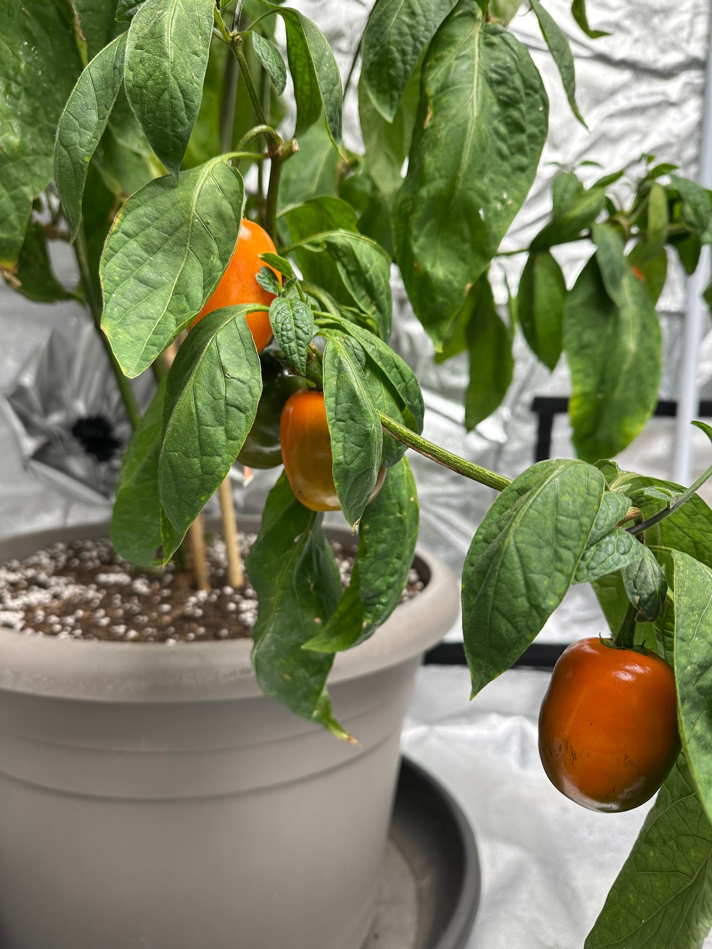 Rocoto Marlene SLP 2025