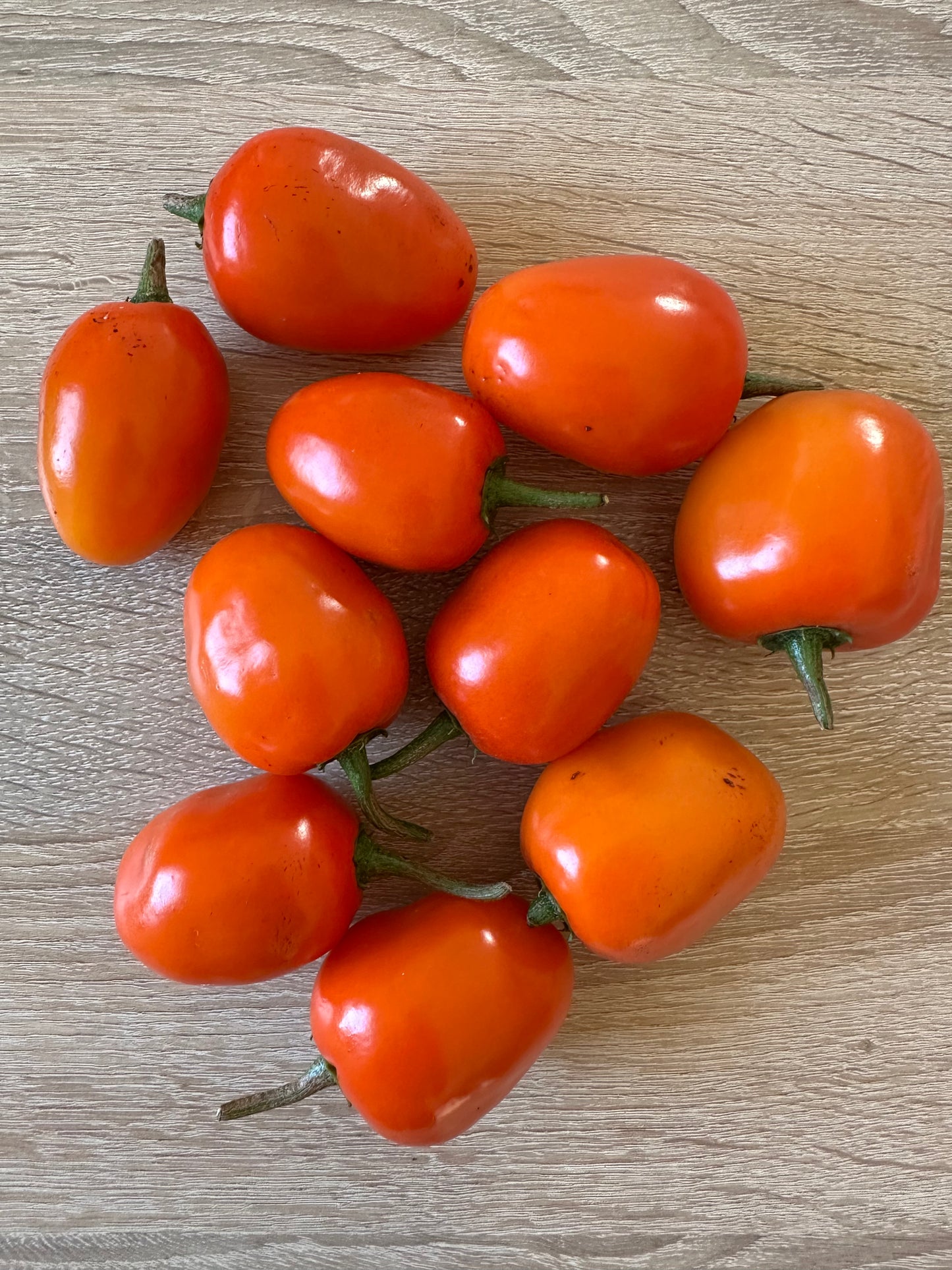 Rocoto Marlene SLP 2025