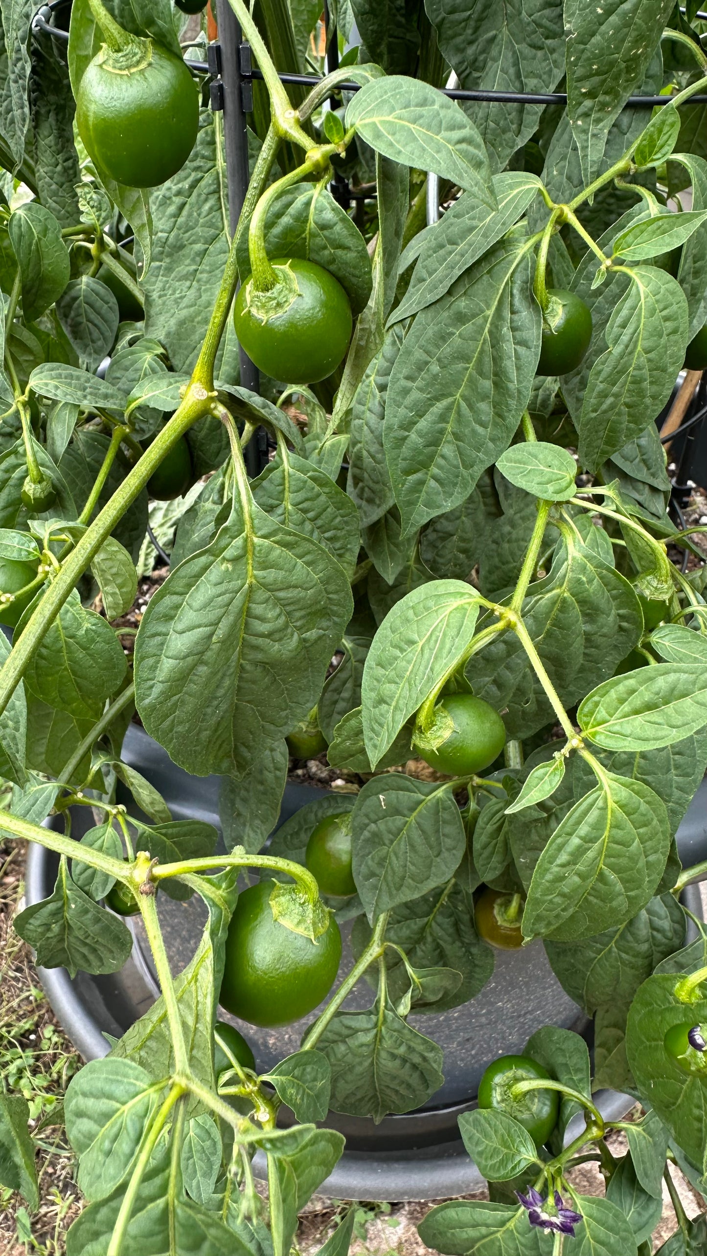 Rocoto Mini Olive 2025