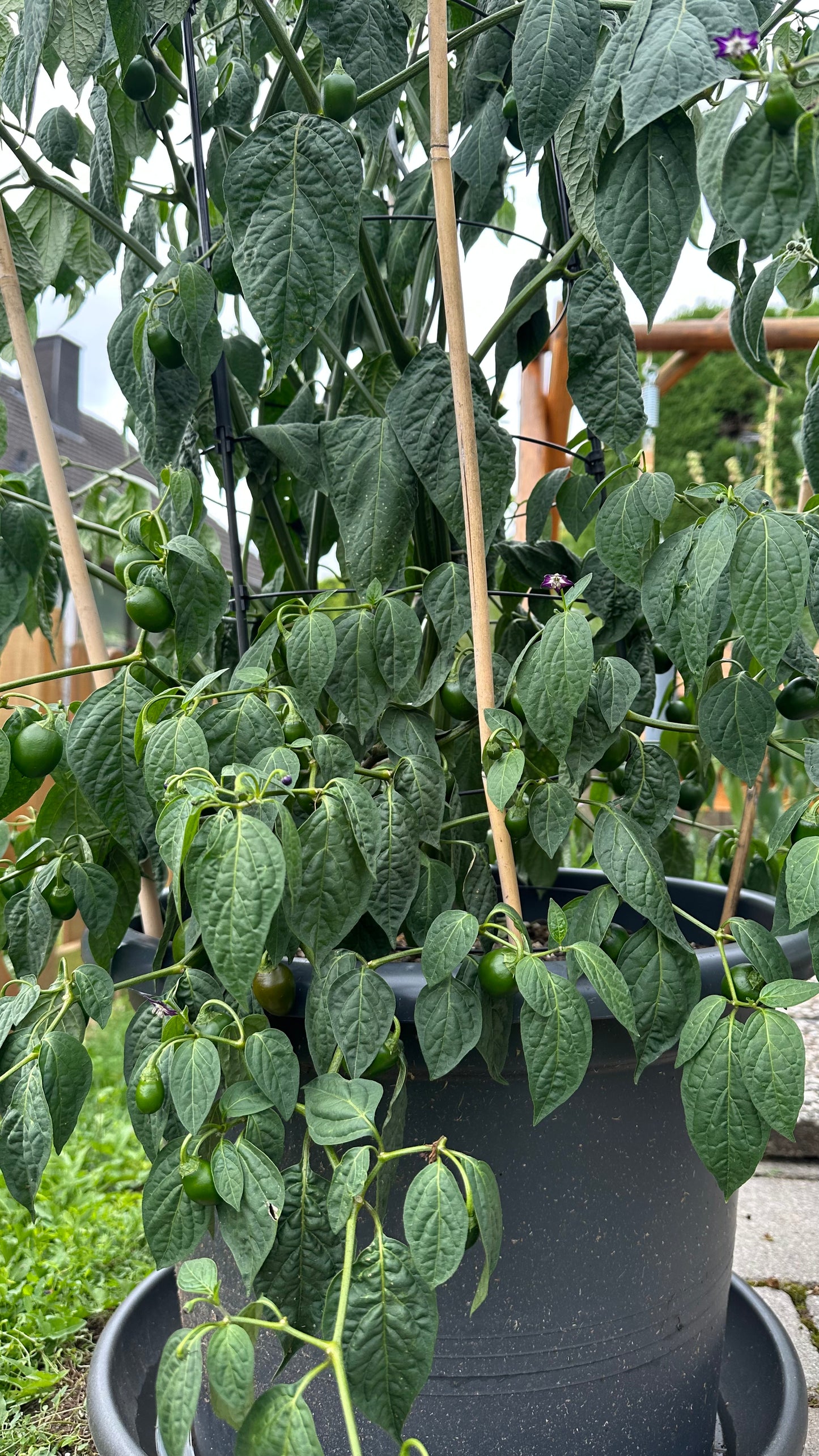 Rocoto Mini Olive 2025