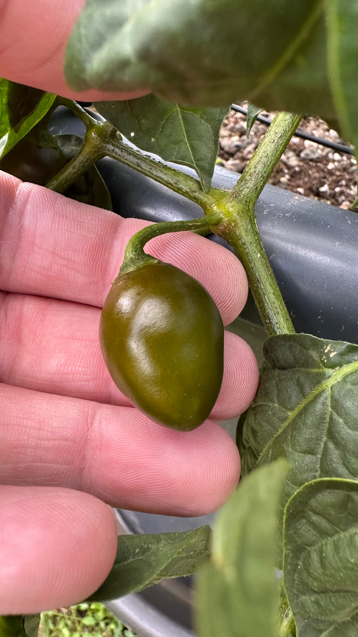Rocoto Mini Olive 2025