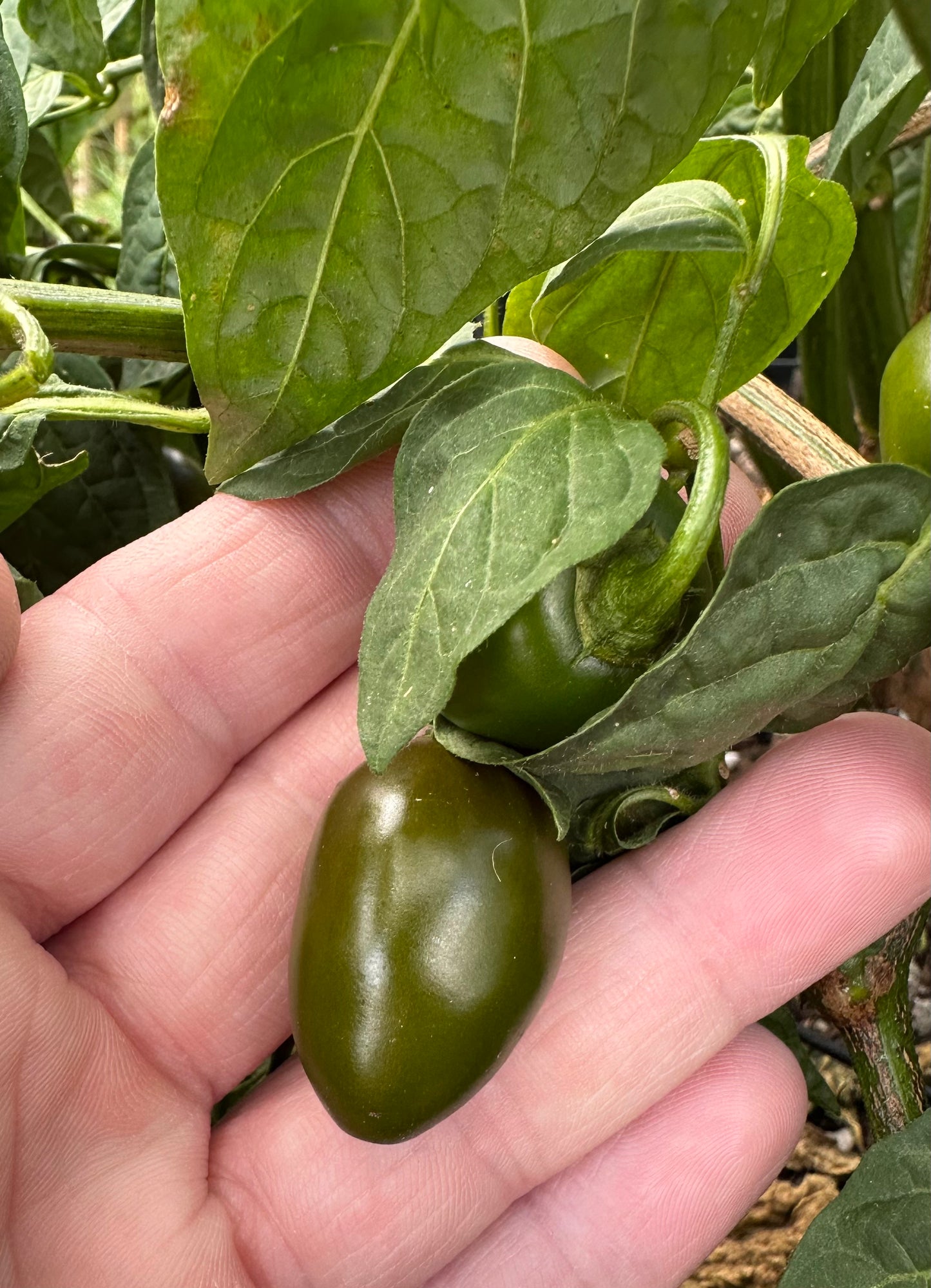 Rocoto Mini Olive 2025