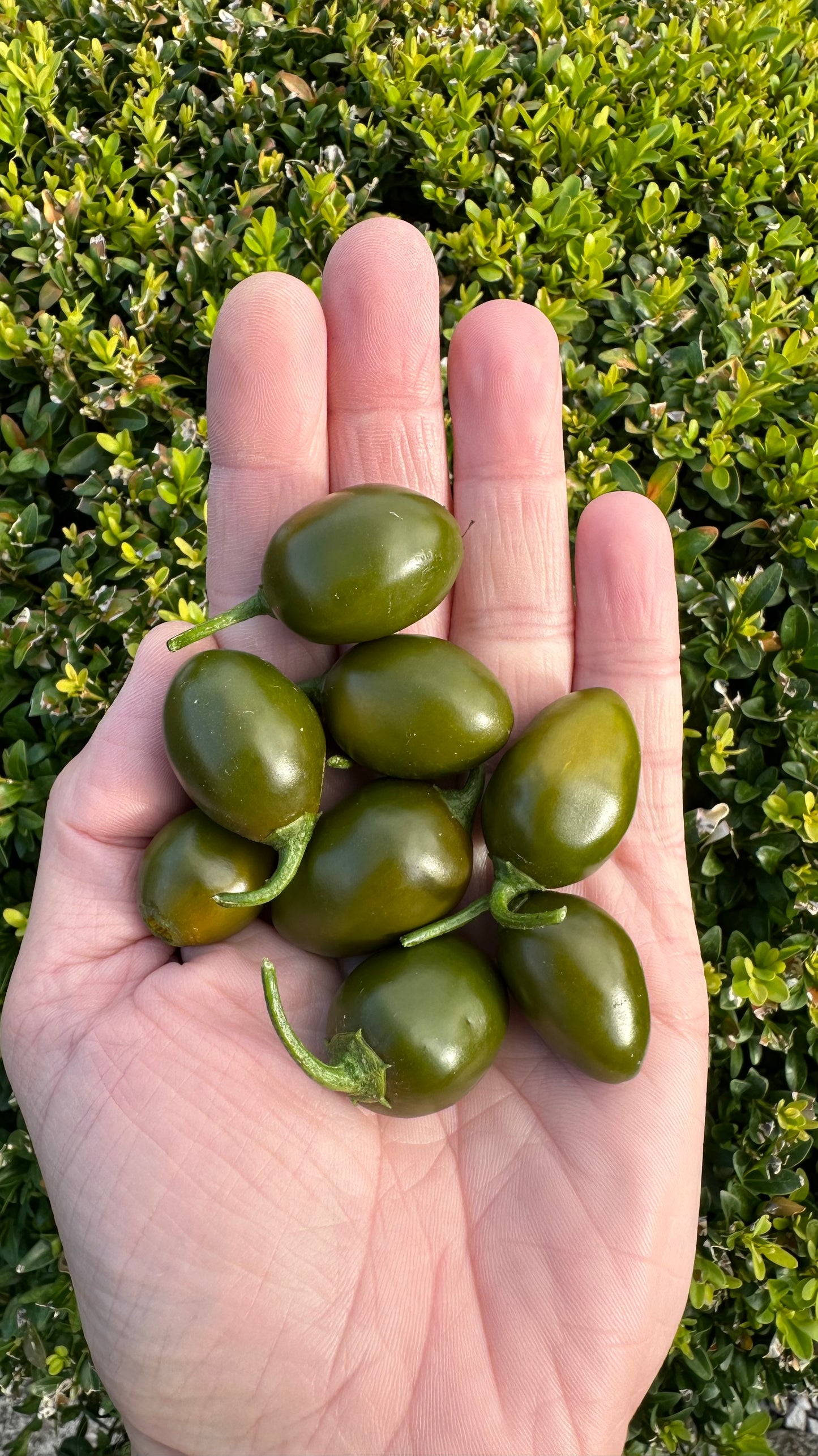 Rocoto Mini Olive 2025