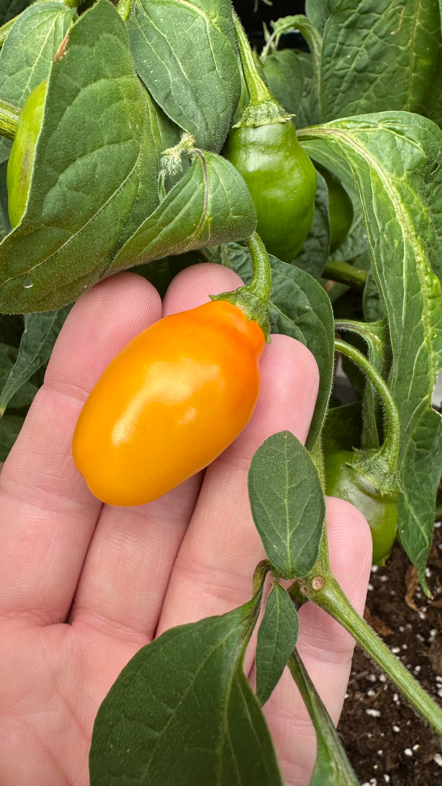 Rocoto Mini Orange 2025