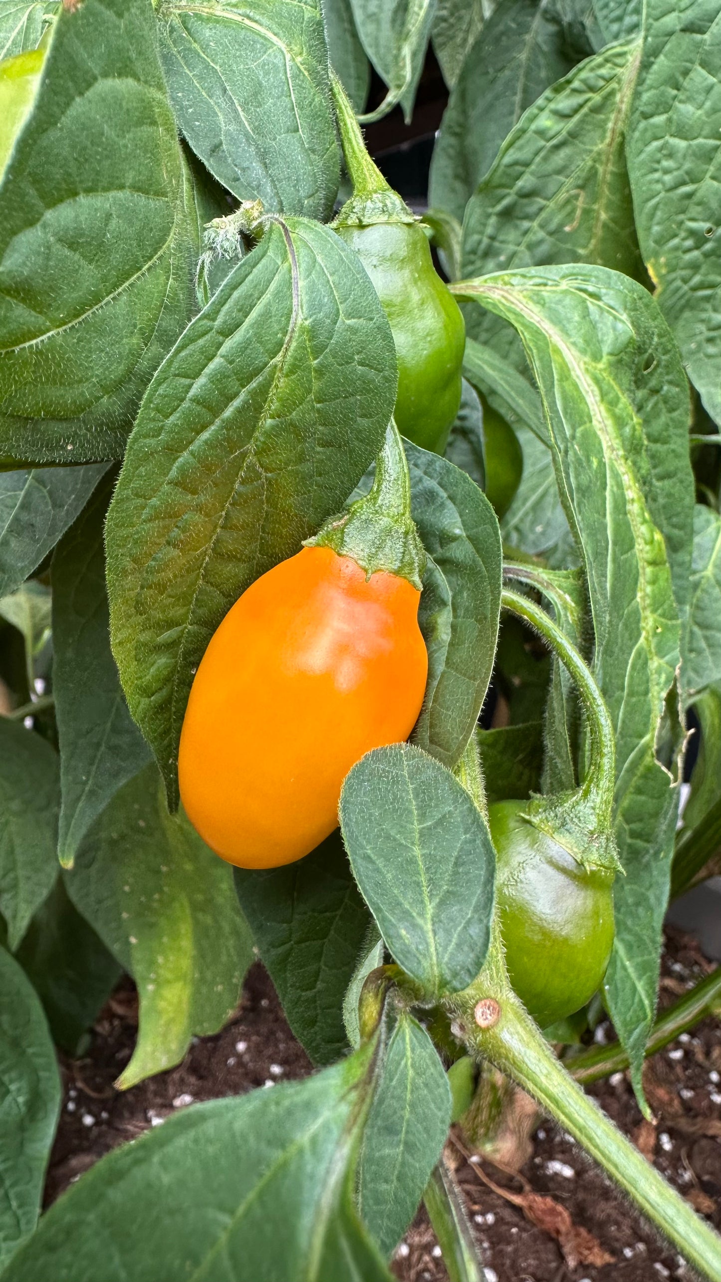 Rocoto Mini Orange 2025