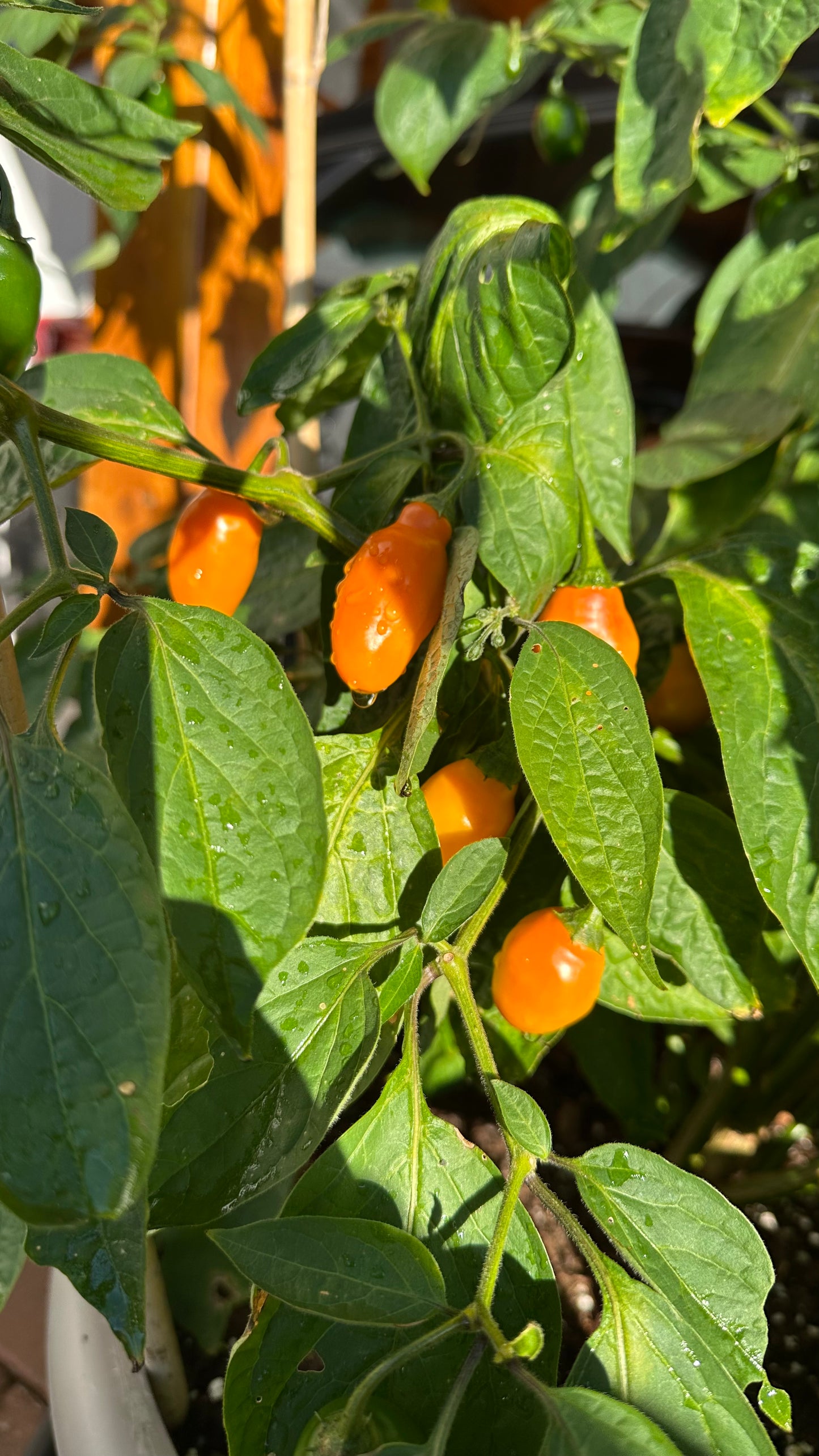Rocoto Mini Orange 2025