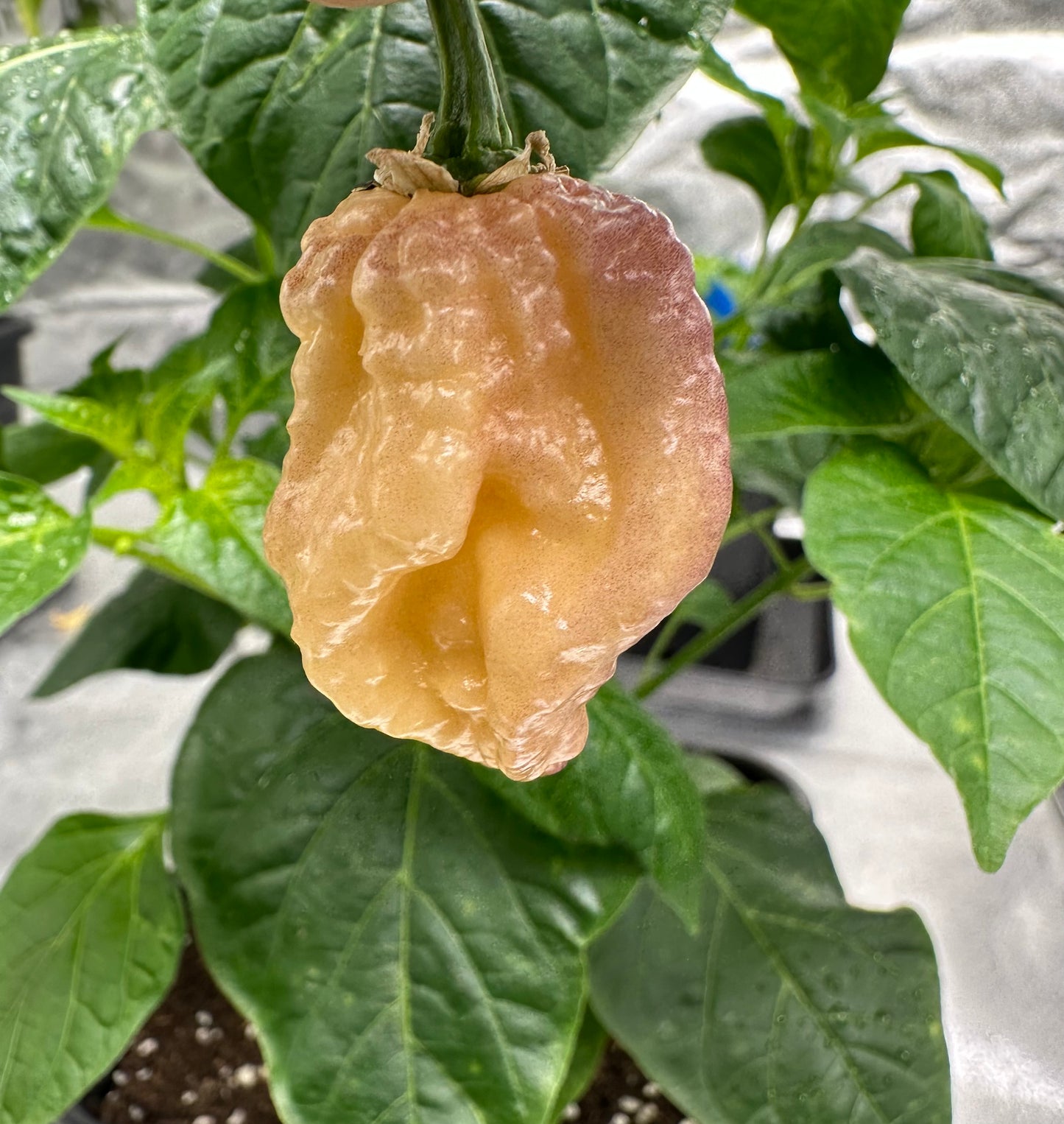 Reaper Sbagliato Purple Peach 2025