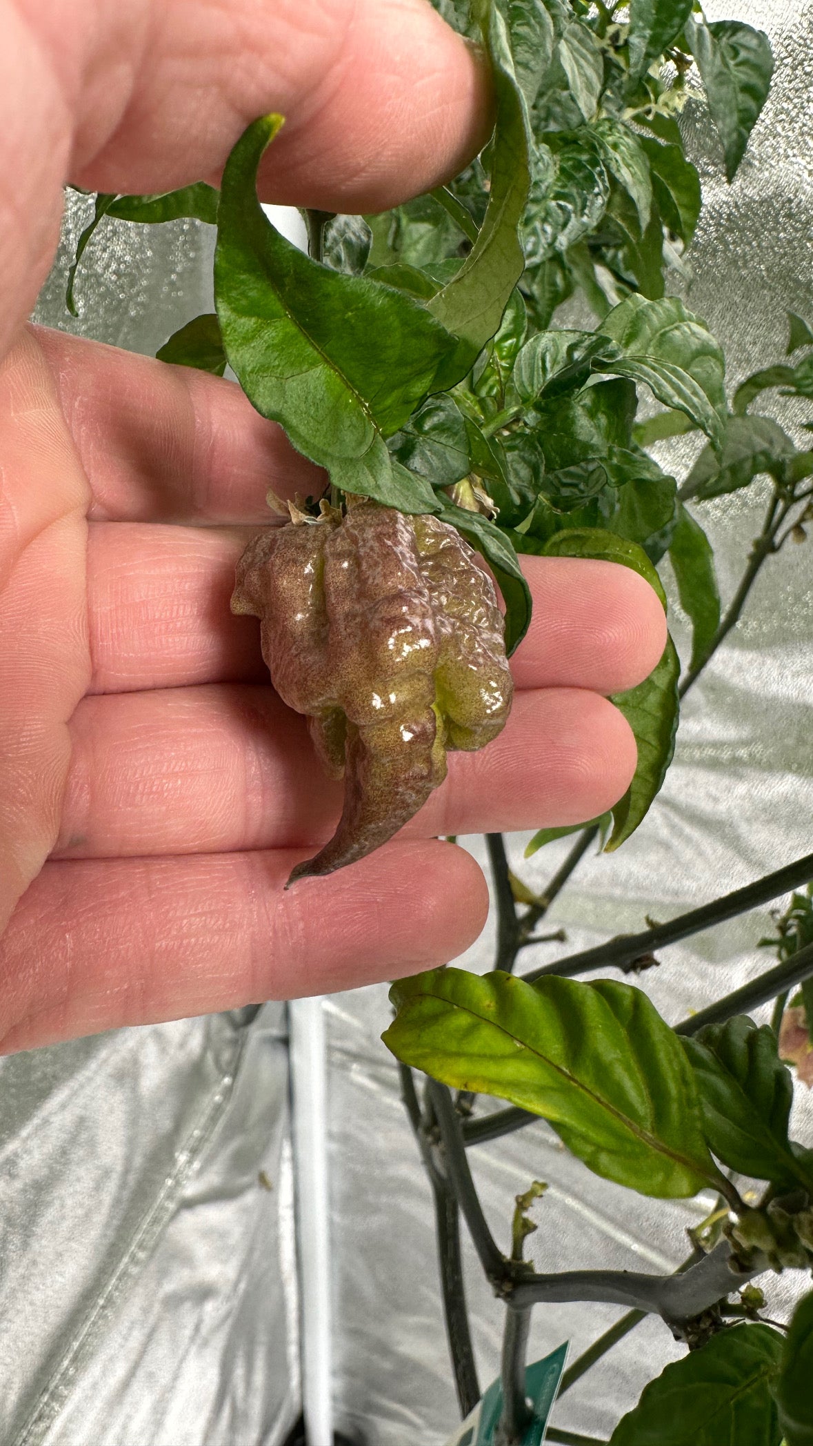 Reaper Sbagliato Purple Peach 2025