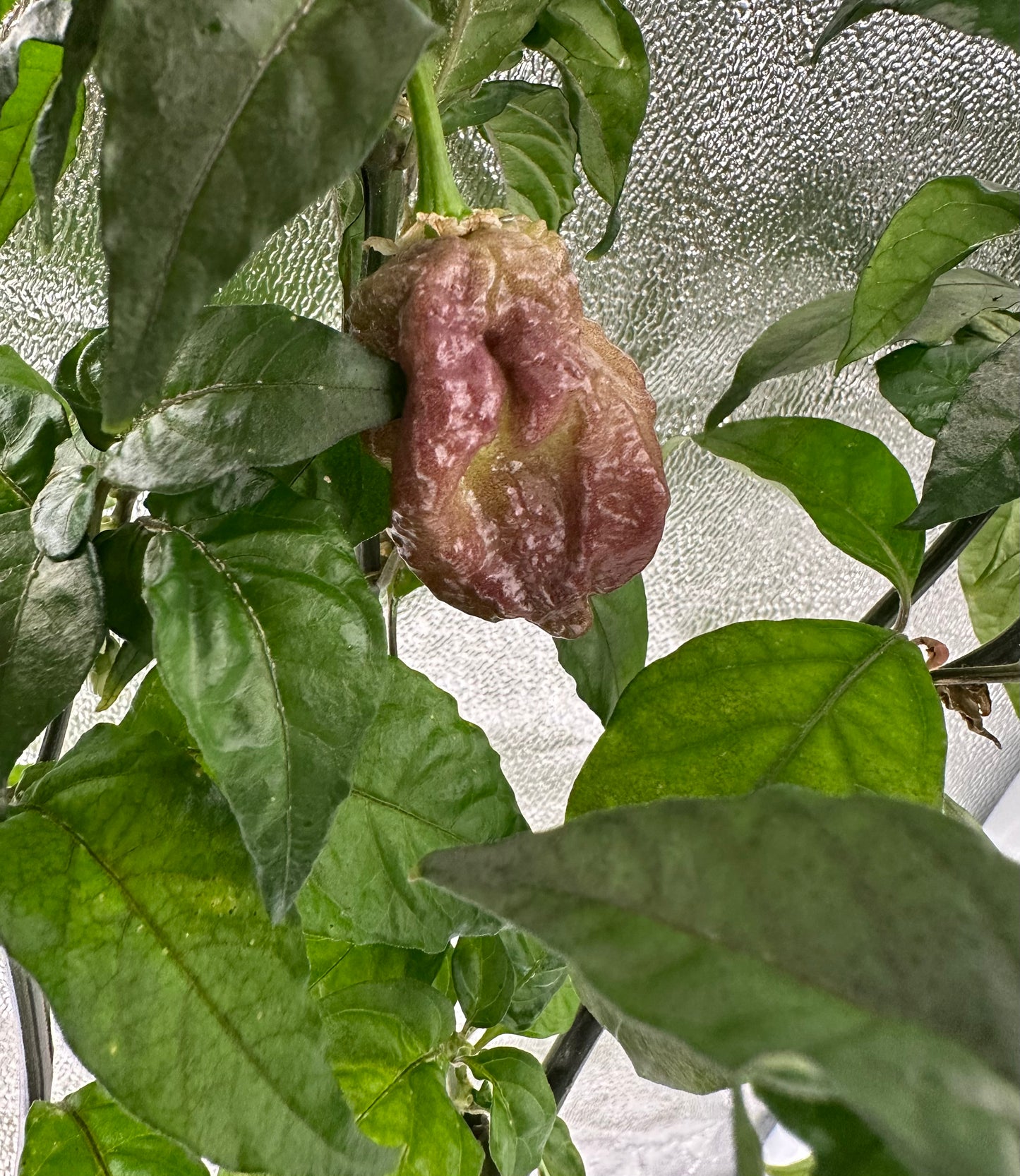 Reaper Sbagliato Purple Peach 2025