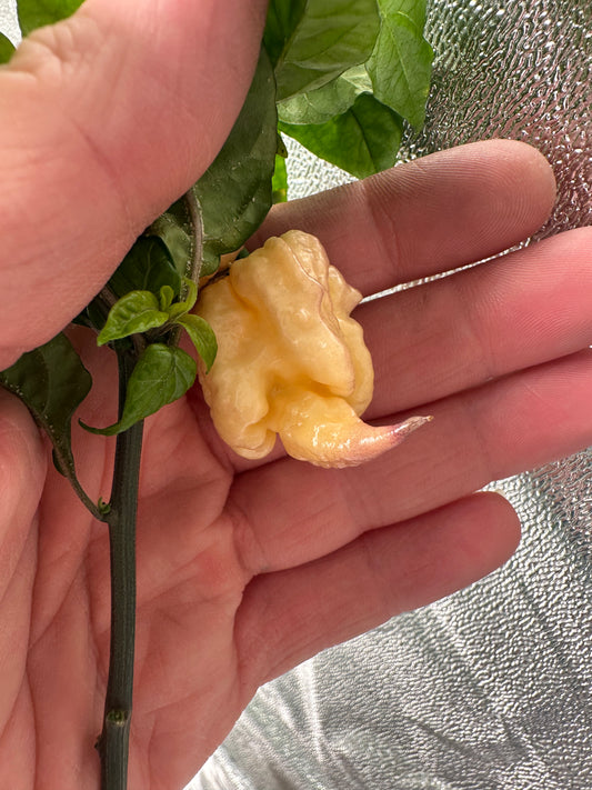 Reaper Sbagliato Purple Peach 2025