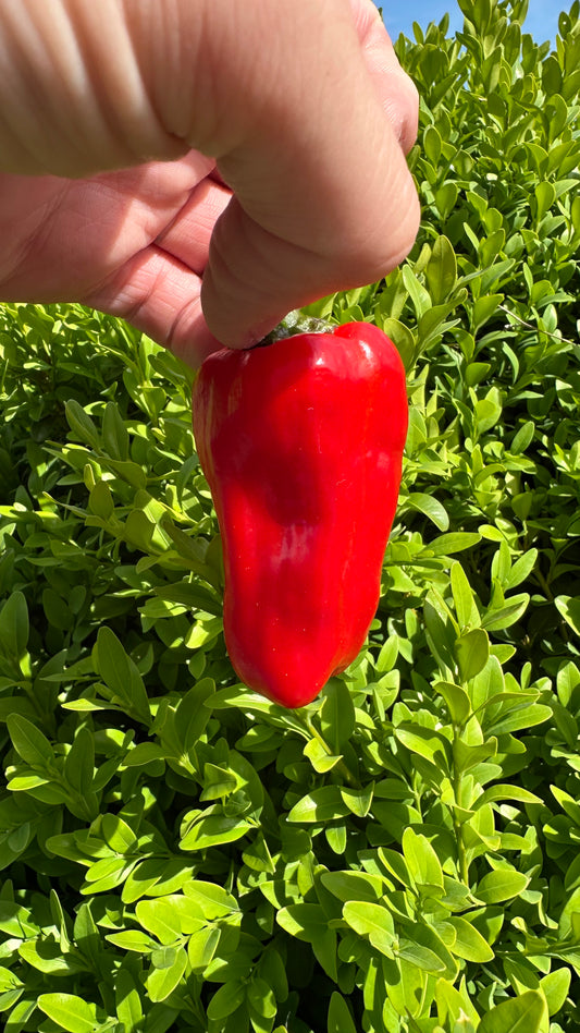 Snackpaprika rot *isoliert* 2025